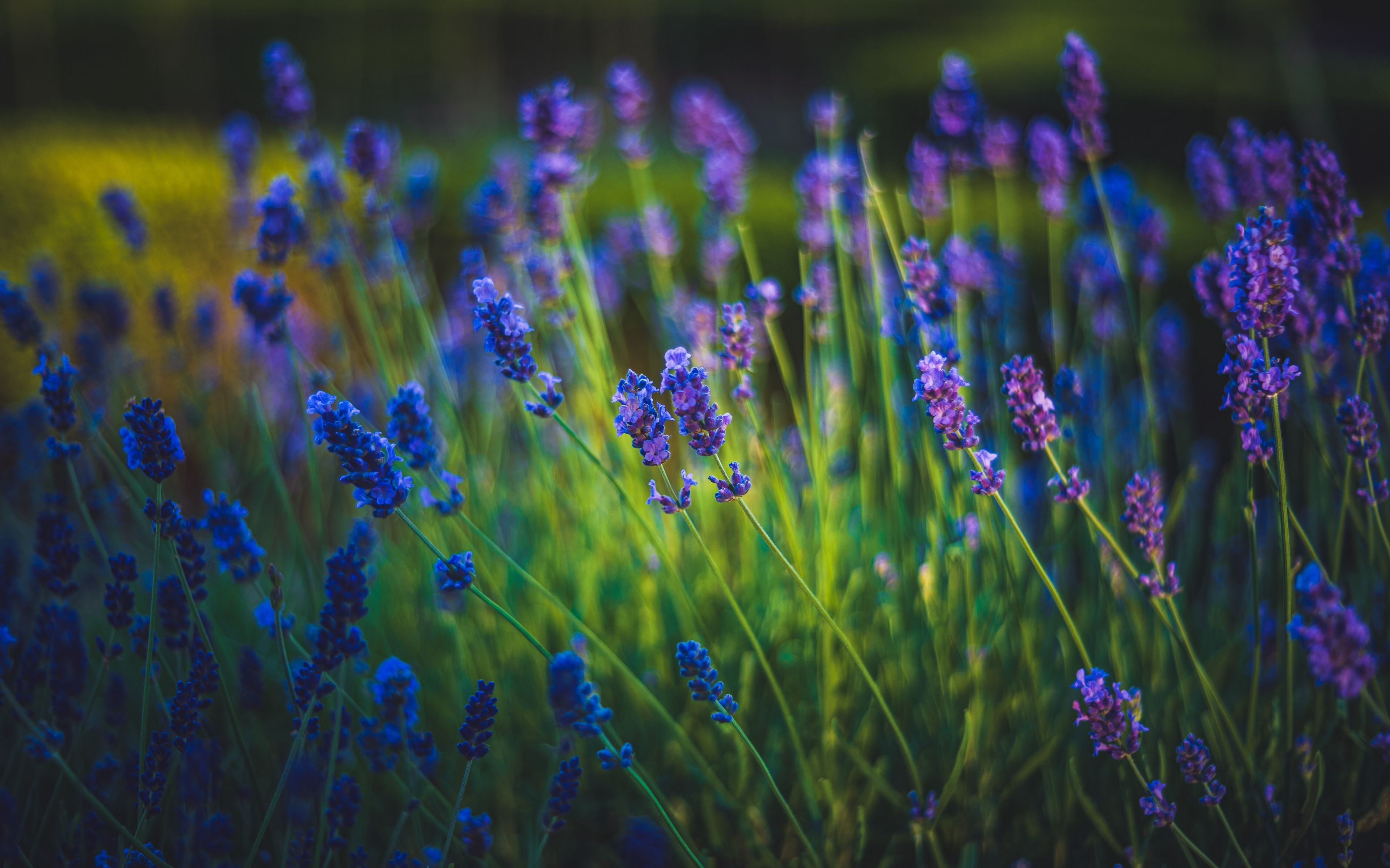 Download wallpaper 3840x2400 lavender