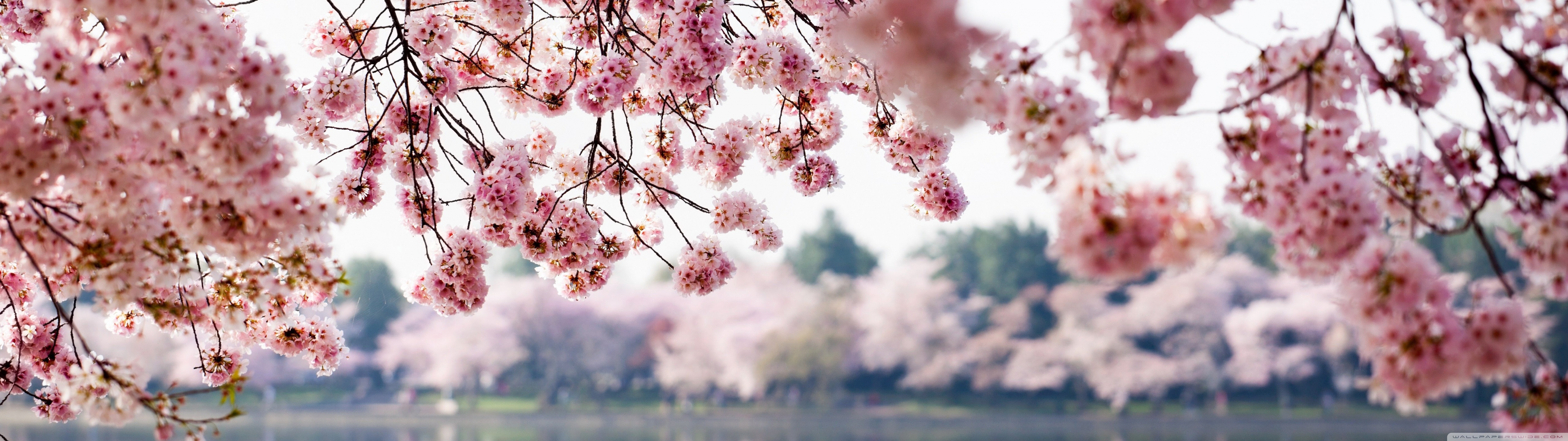 Ultra HD Wallpaper for 4K UHD