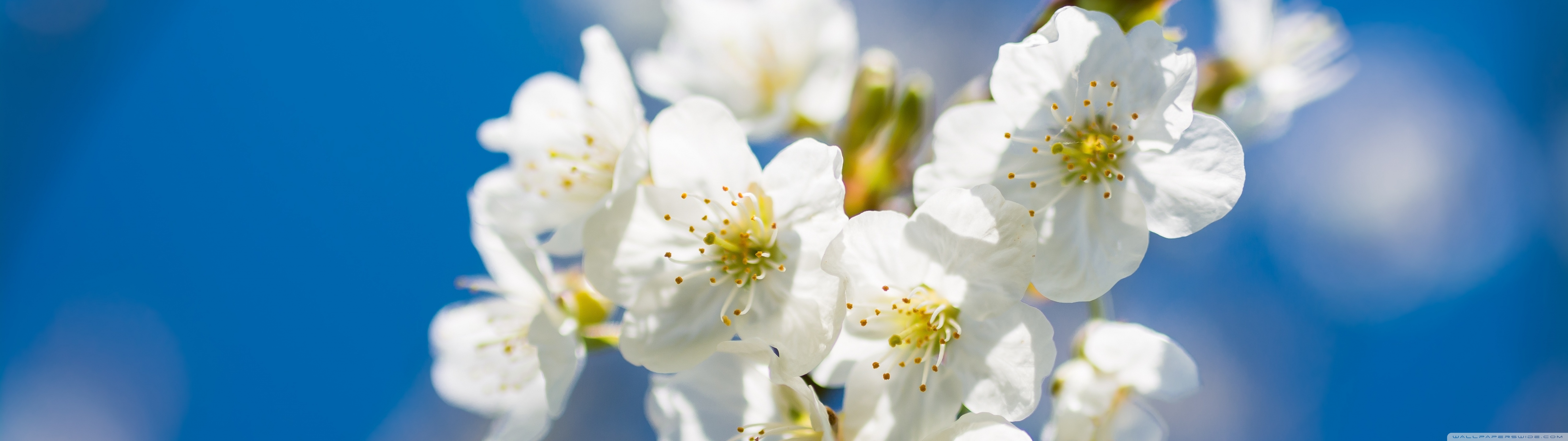 White Cherry Flowers, Macro Ultra HD