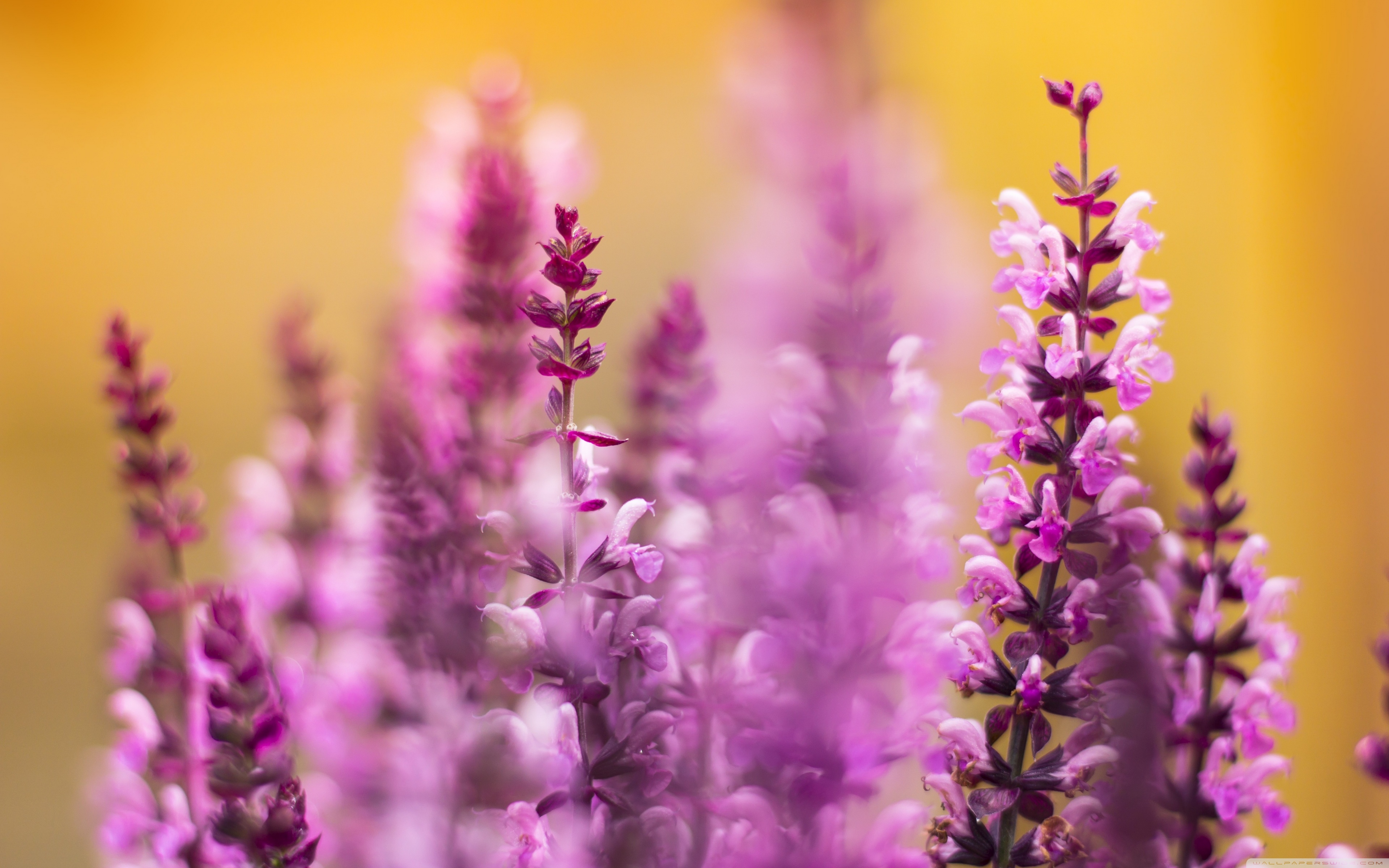 Purple Flowers Ultra HD Wallpaper