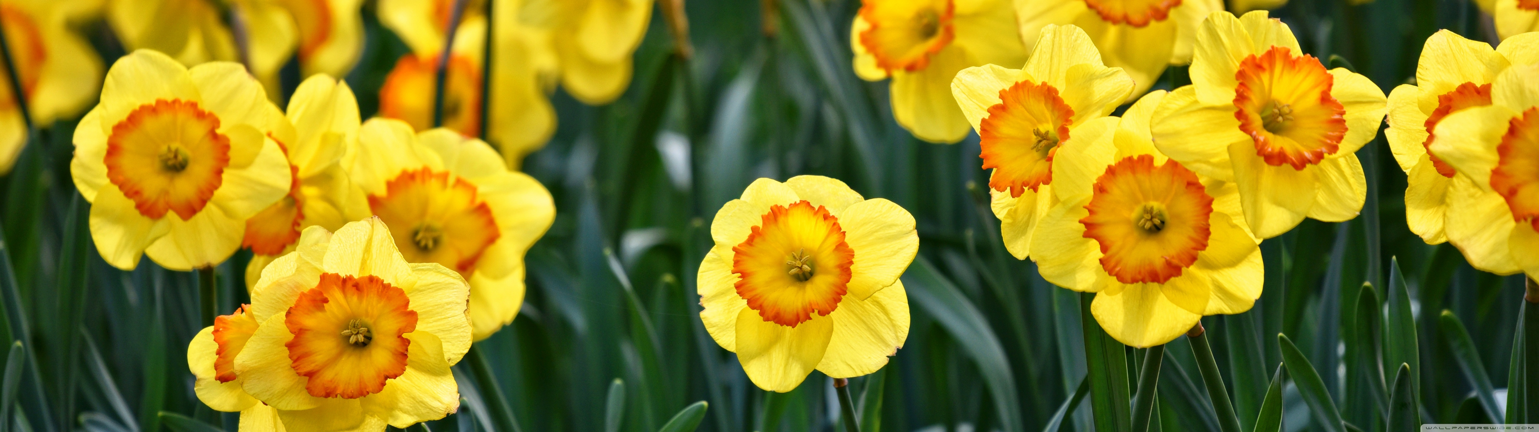 Yellow Daffodils Flowers, Outdoors