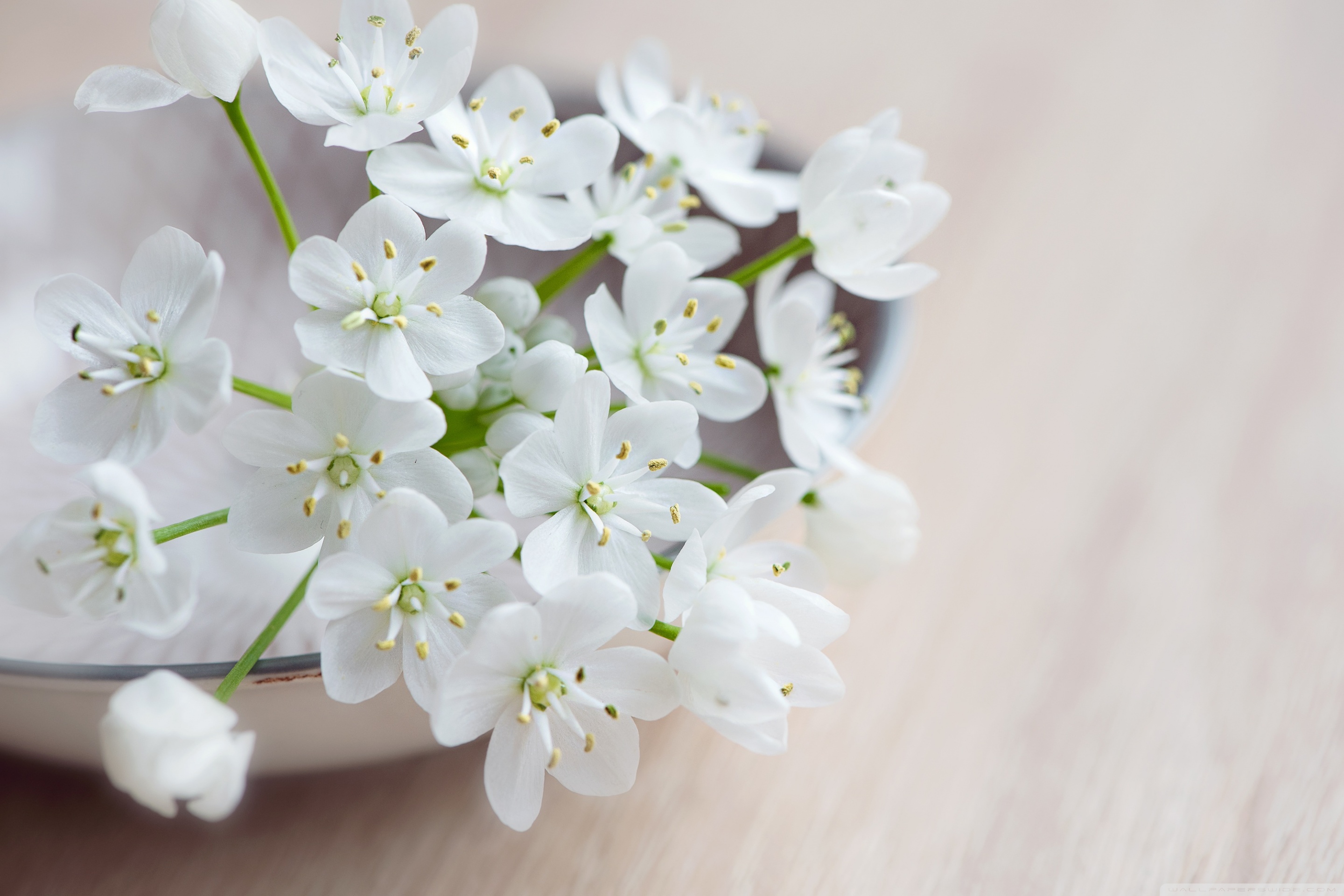 Spring Flowers Macro 4K UHD Wallpaper