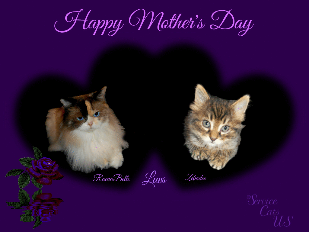 Mother's Day Kittens Wallpapers - Wallpaper Cave