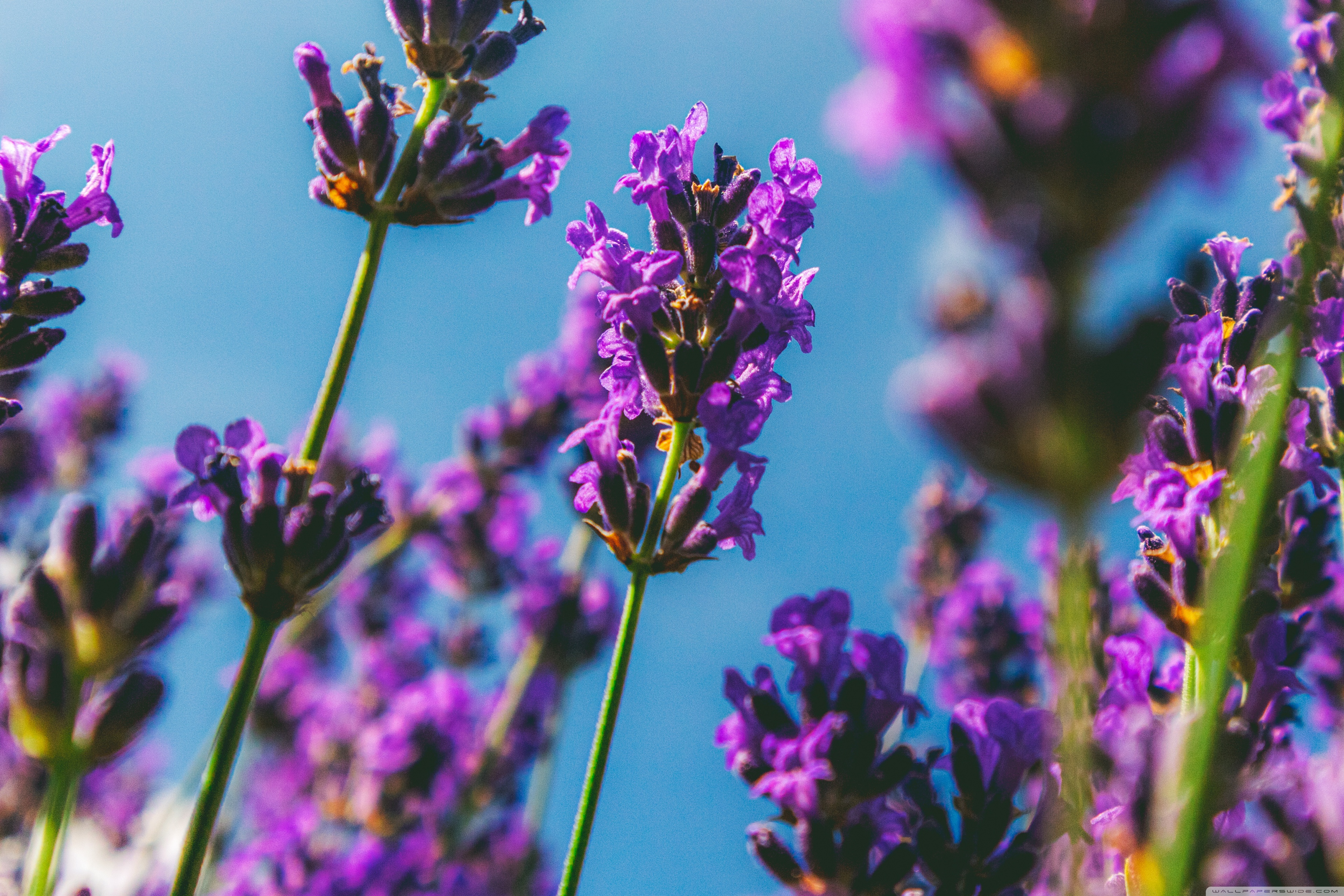 Lavender Flowers Ultra HD Wallpaper