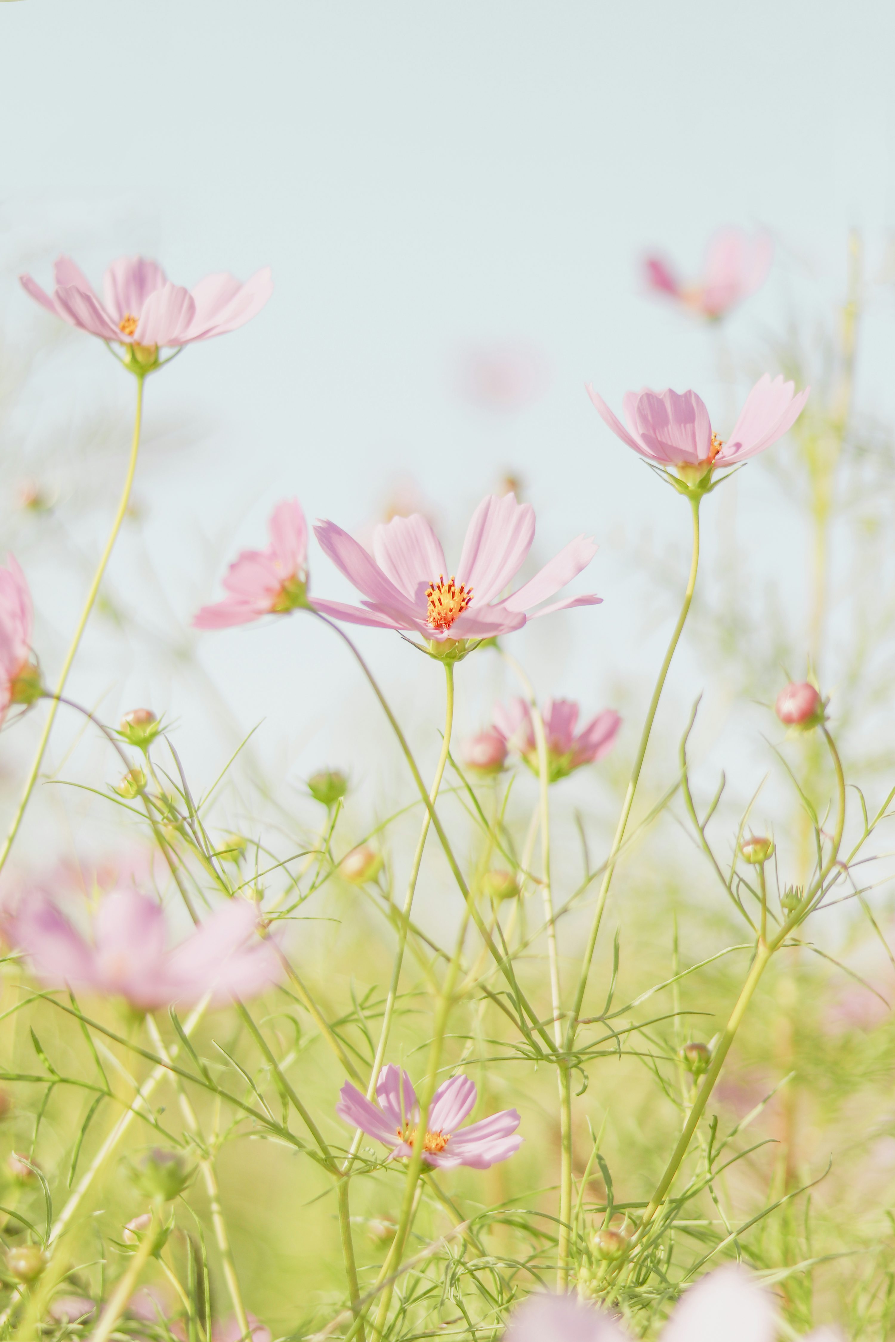 Spring Background Image: Download