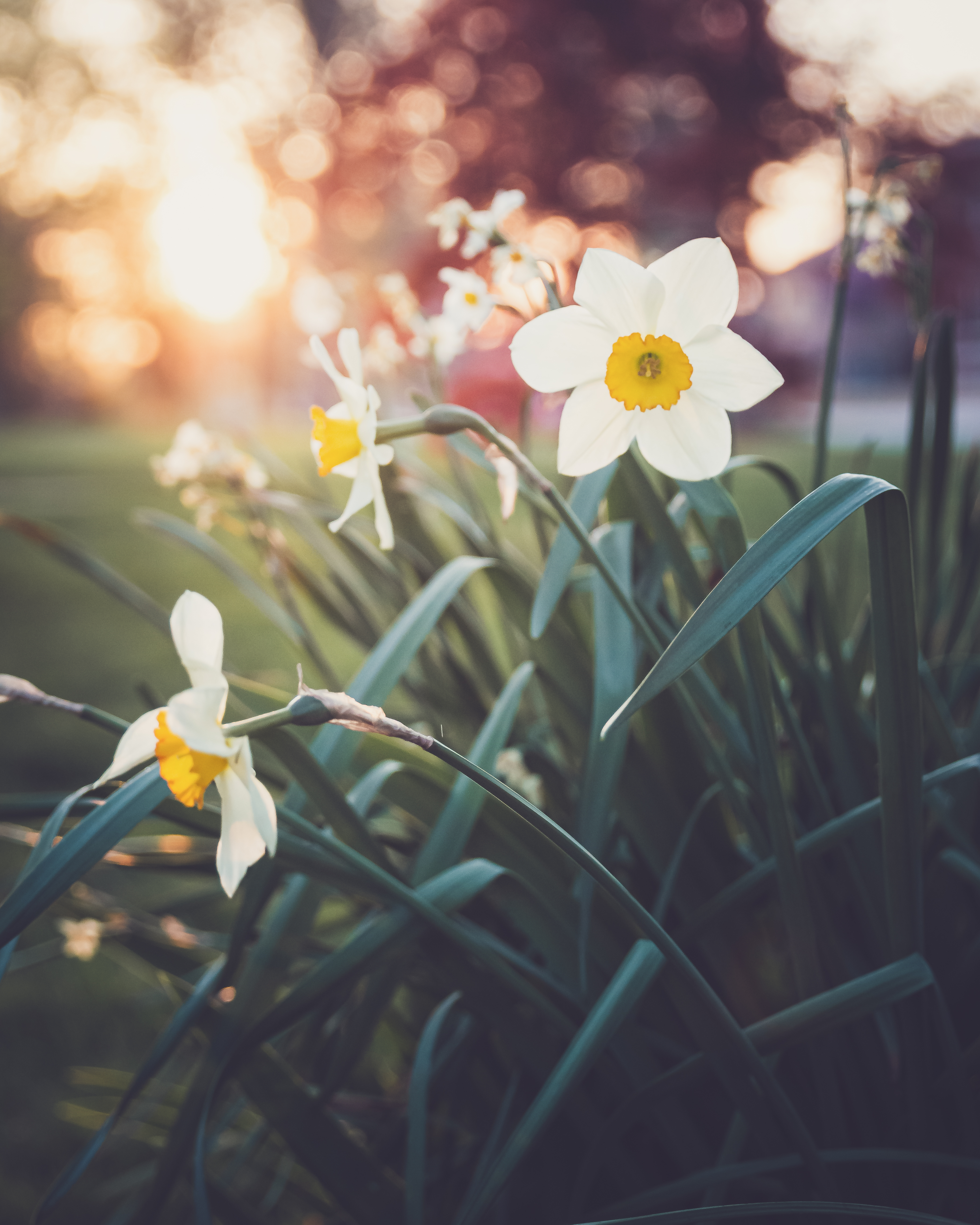 Spring Flowers Garden Royalty Free Photo