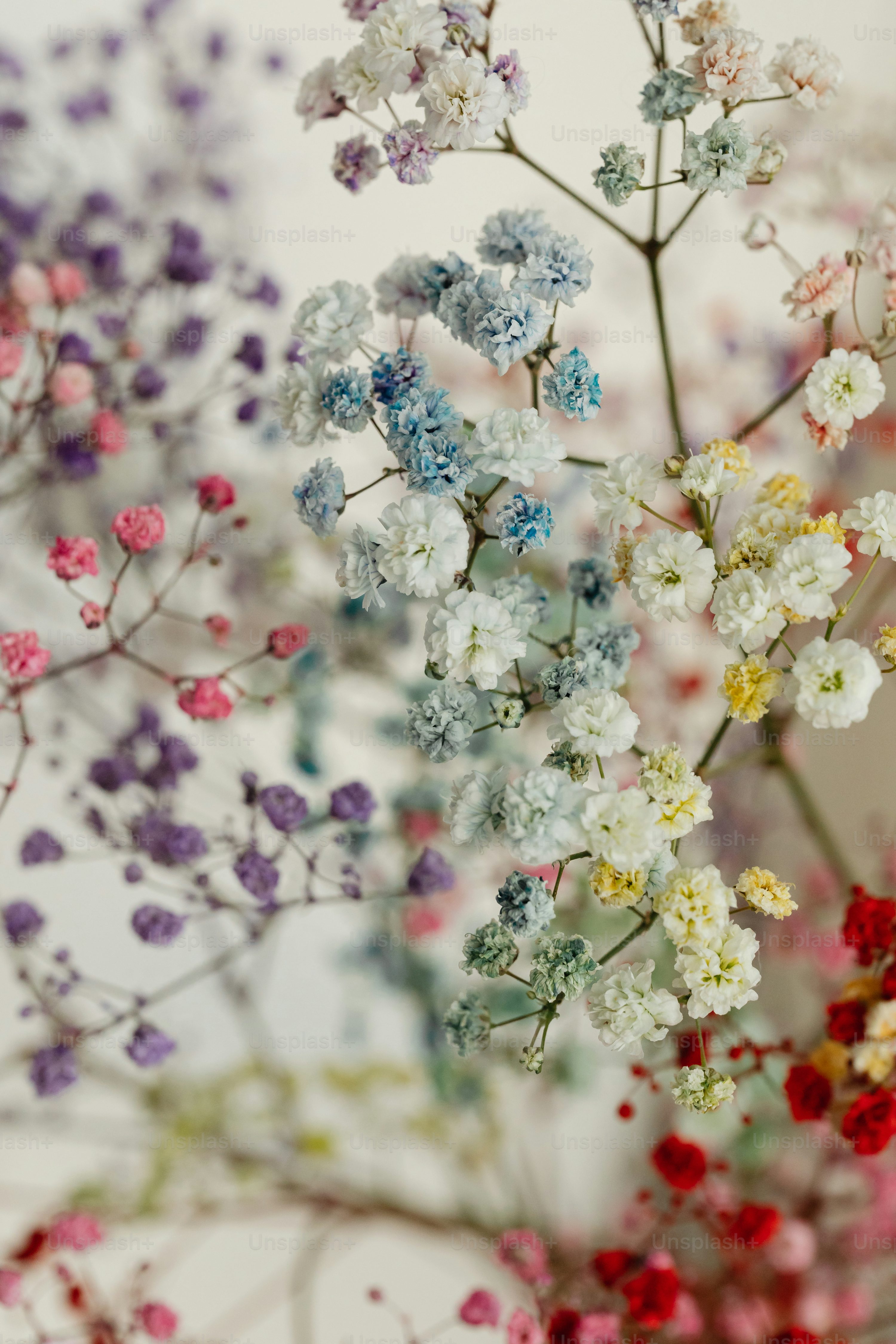 Flowers Background Picture