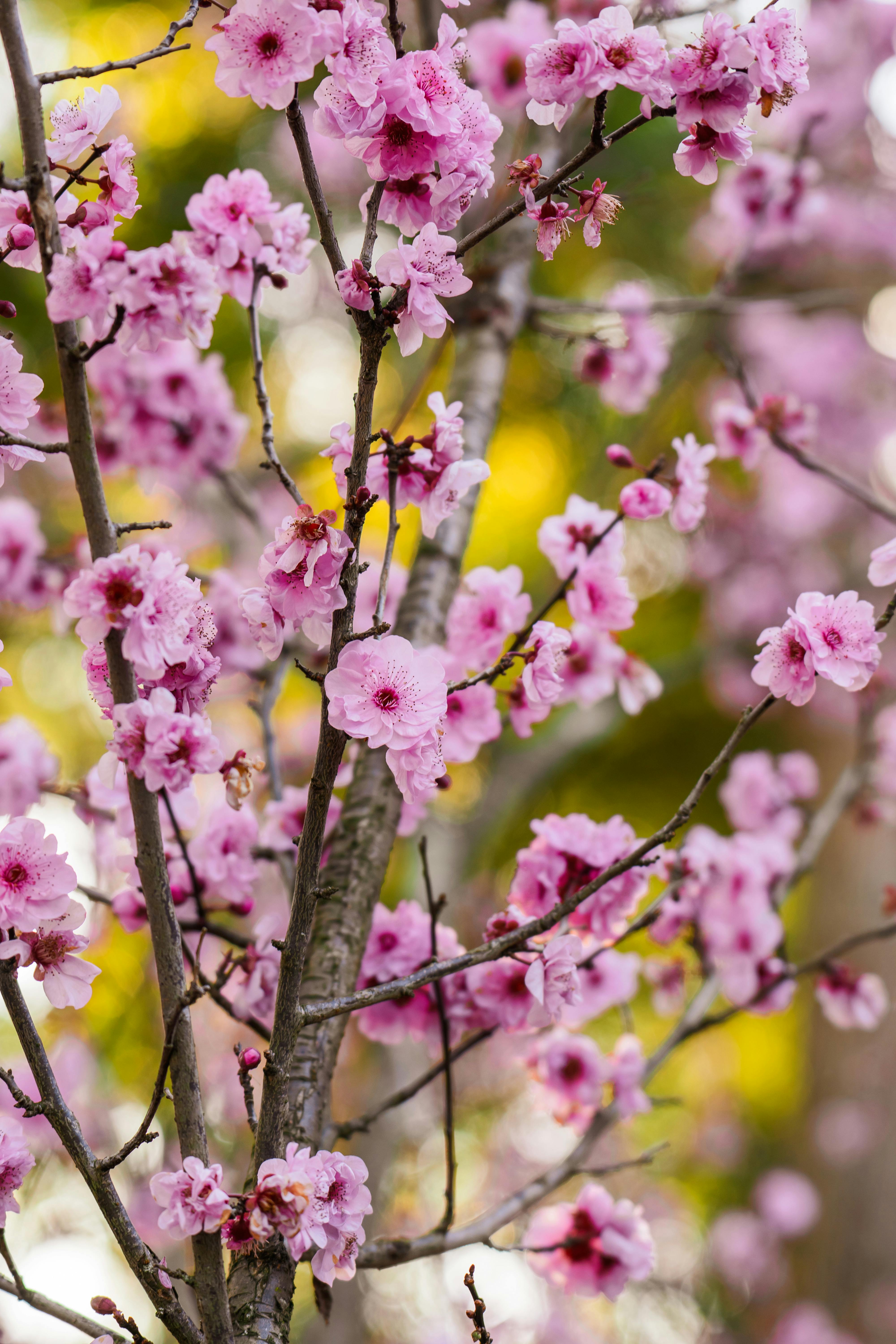 A pink flower tree with pink flowers