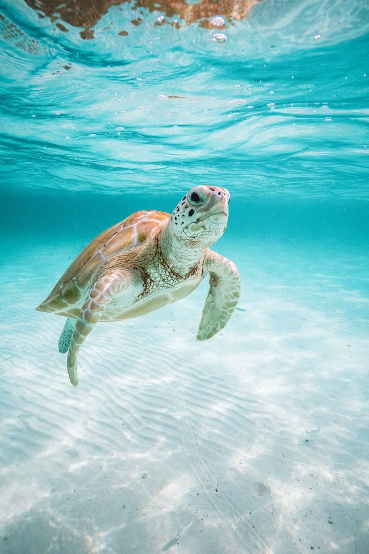 Encounter a Sea Turtle in Harbour