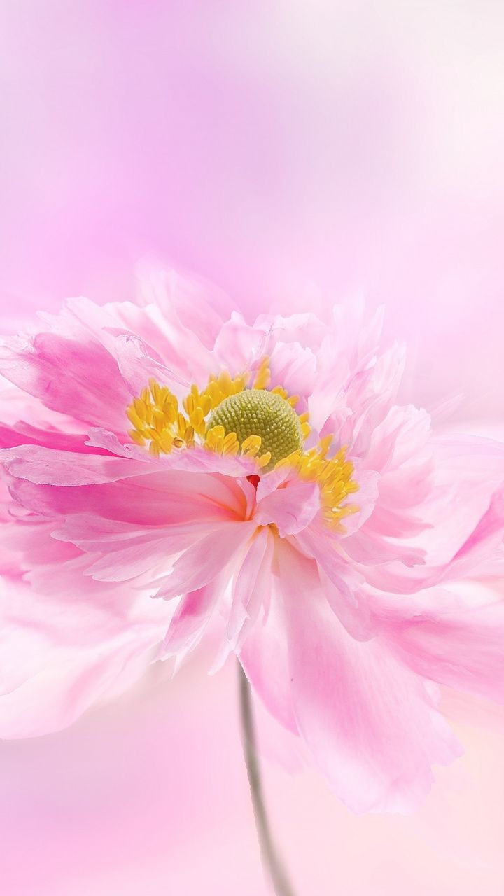 Pink flower, portrait, artwork