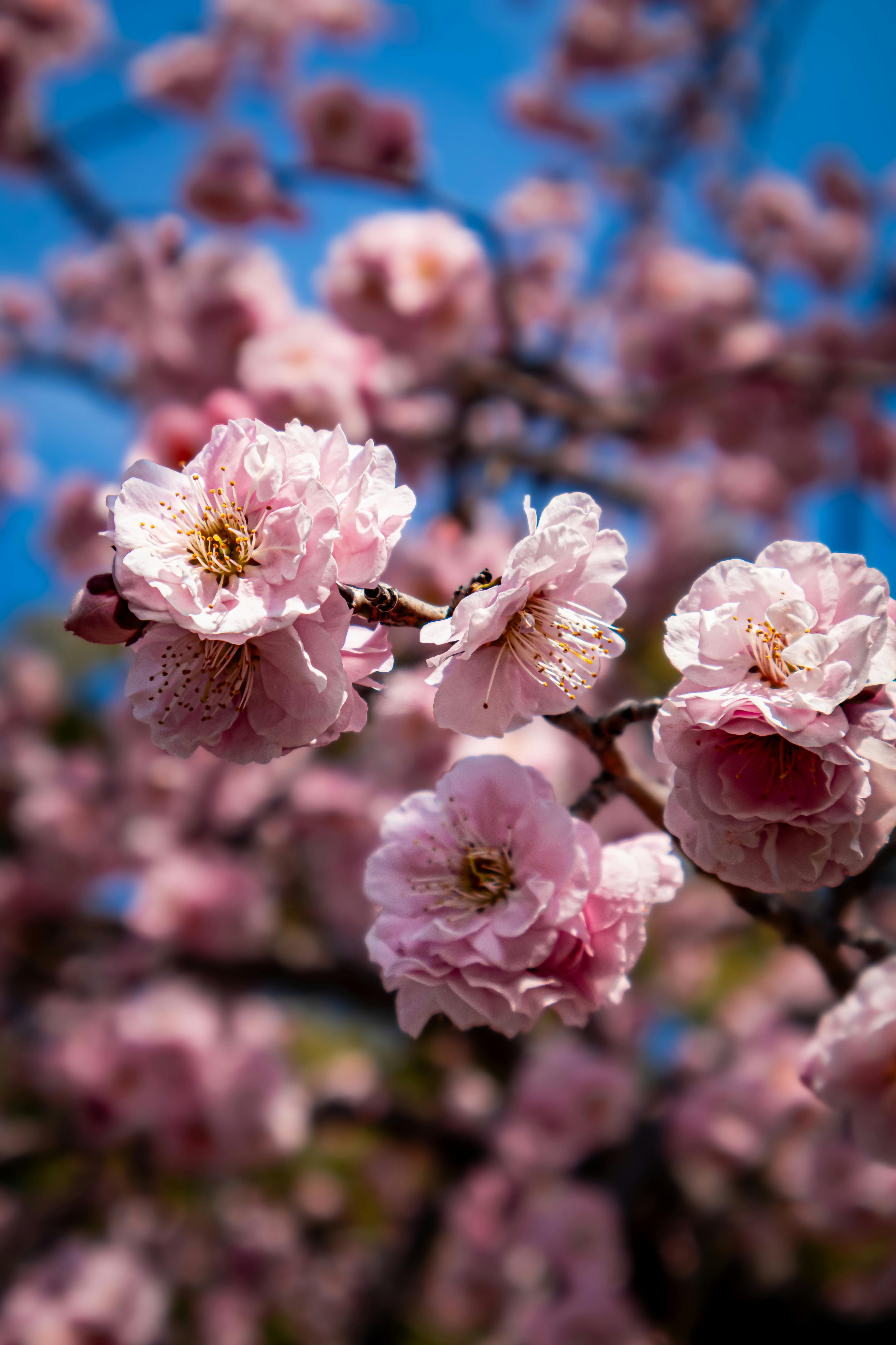 Springtime Cherry Blossom Tree in Full