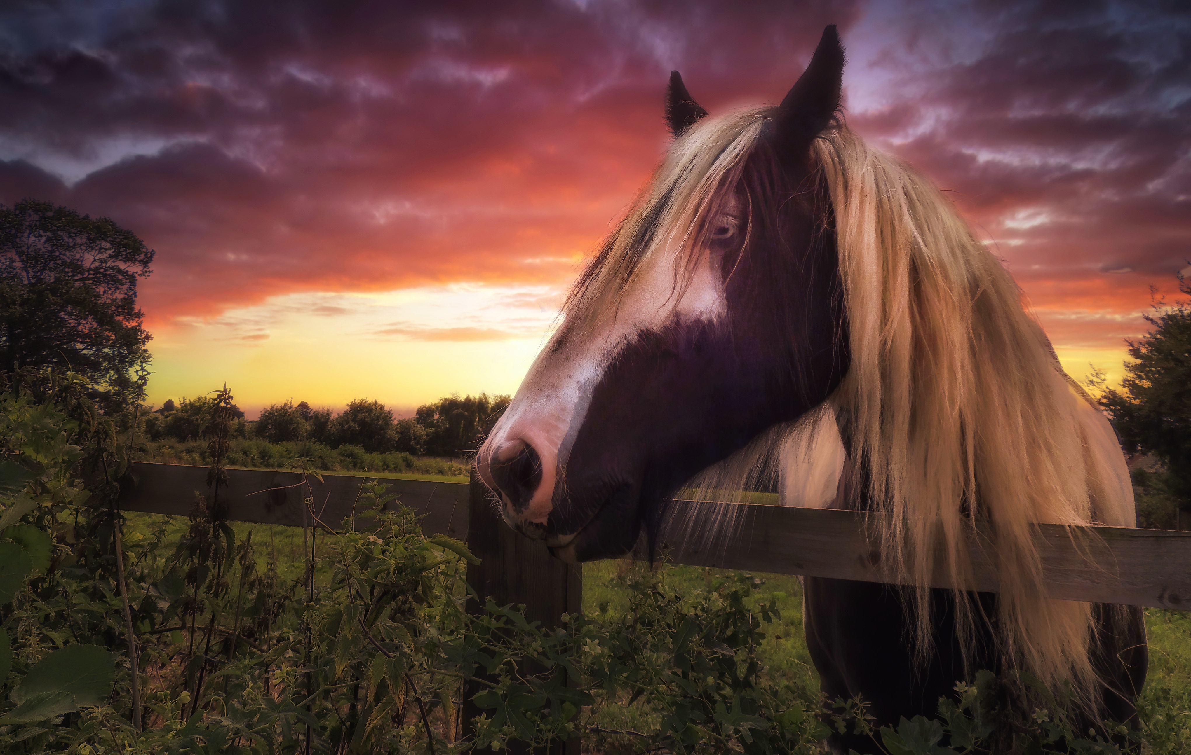 Download Animal Horse 4k Ultra HD Wallpaper