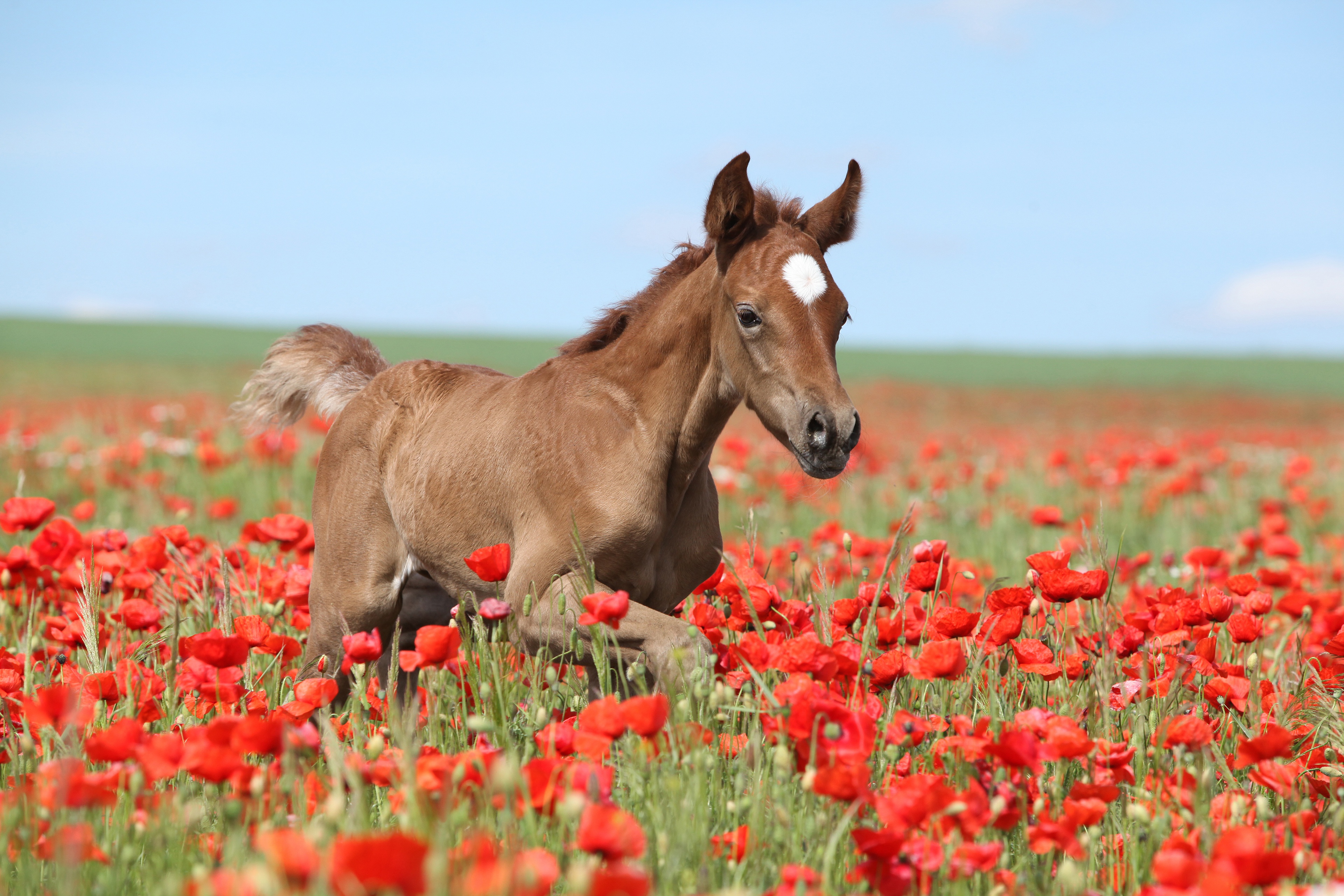 Download Red Flower Poppy Flower Summer