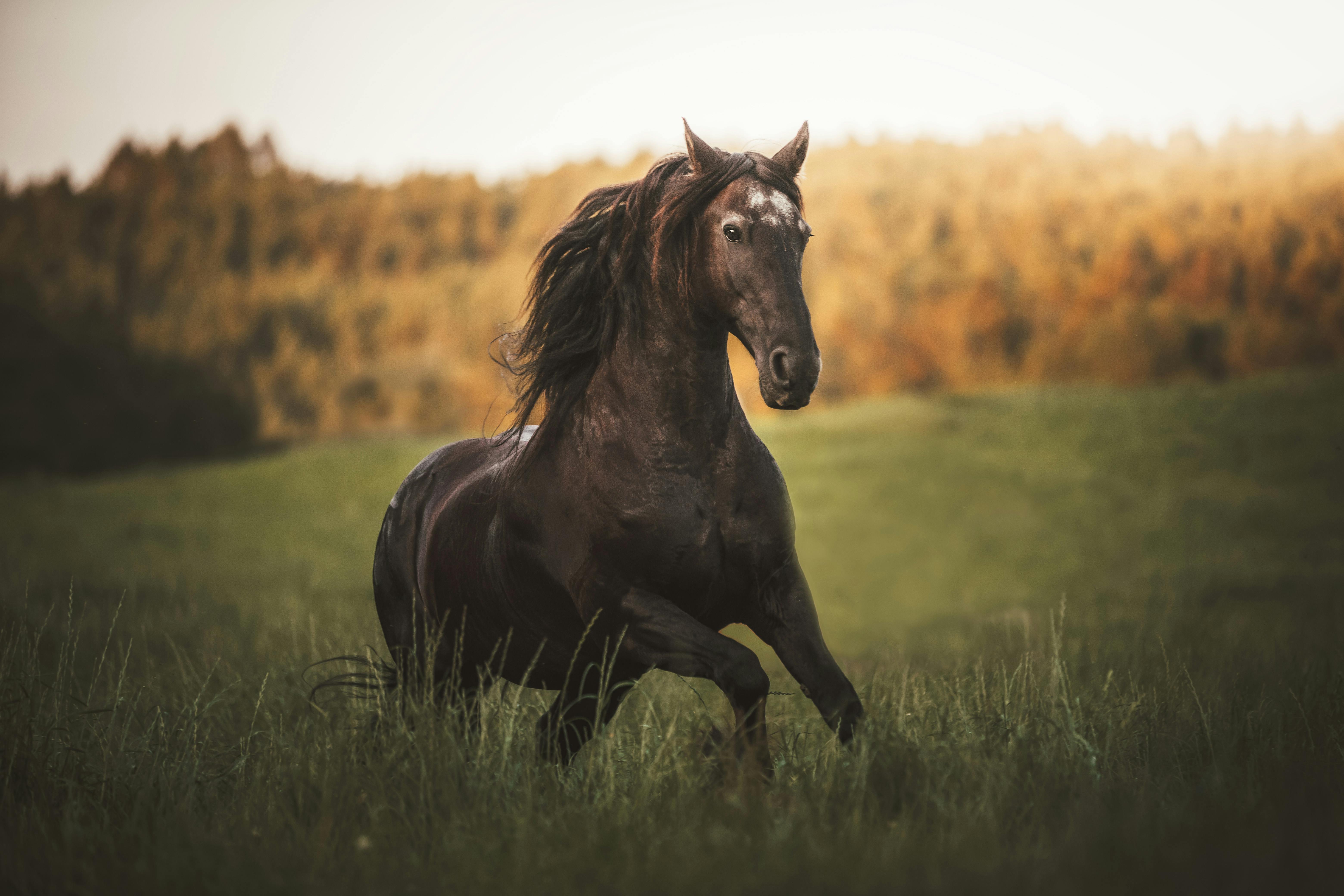 A Horse Running on a Grass Field · Free