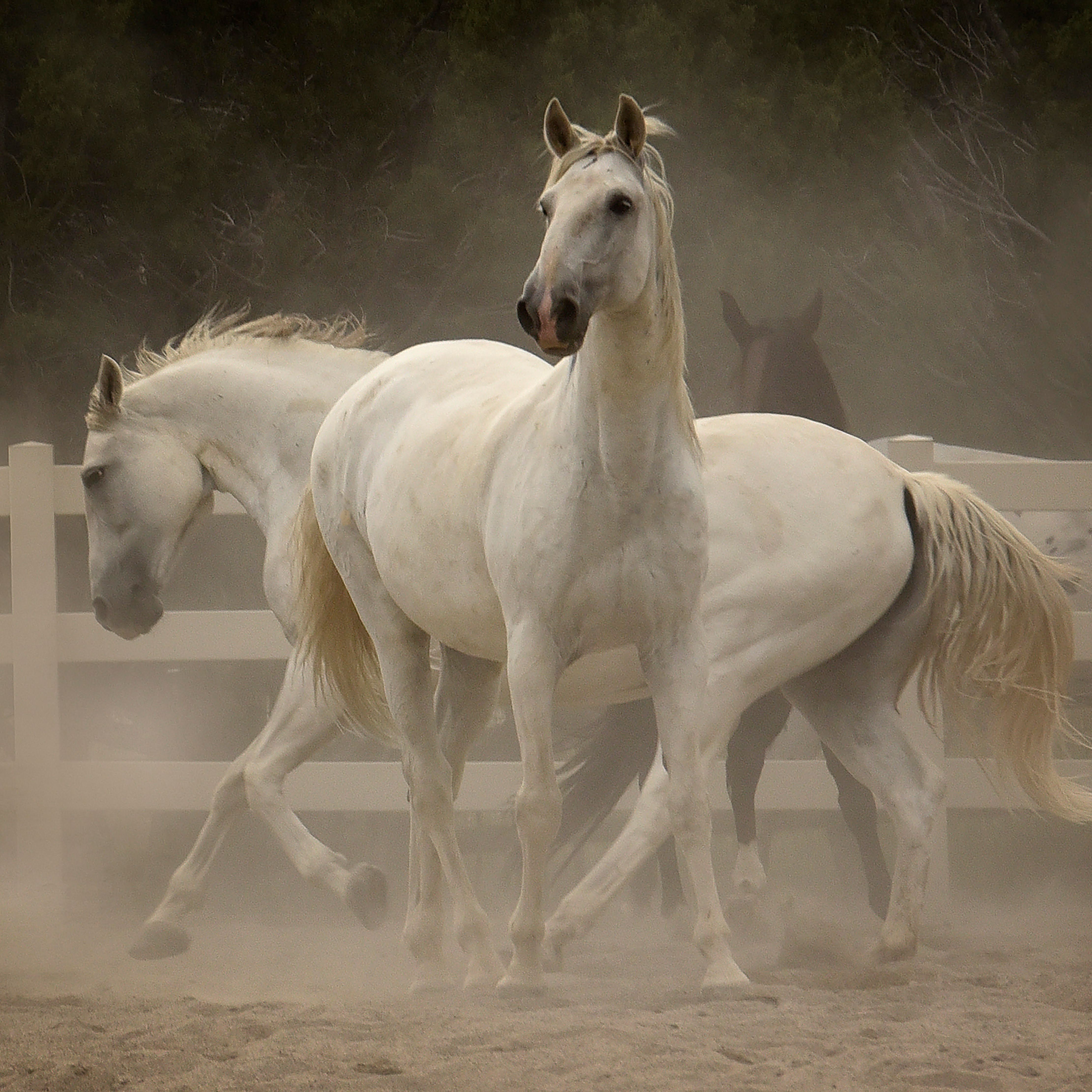 The Healing Power of Horse Therapy