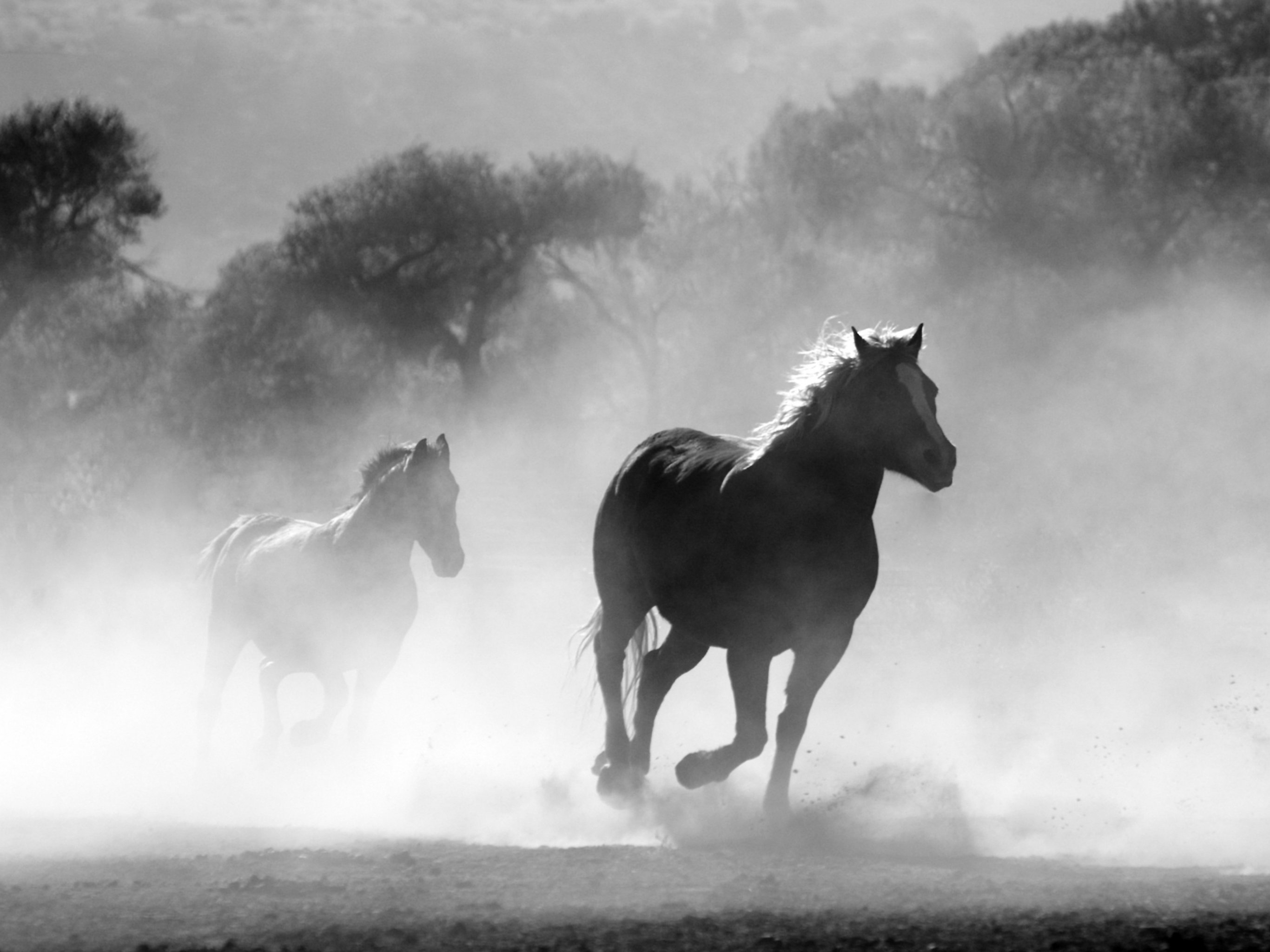 Horses in the Mist Wallpaper