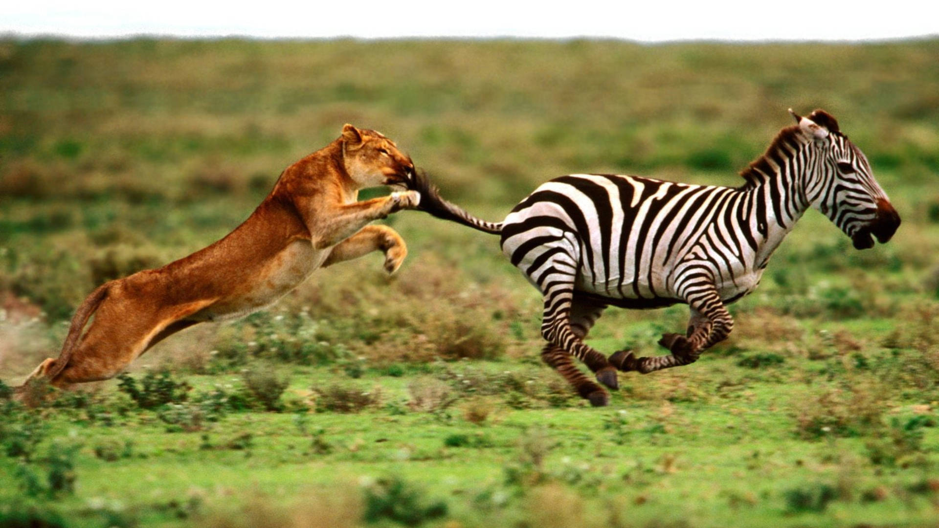 Download Lion Chasing Zebra Wallpaper