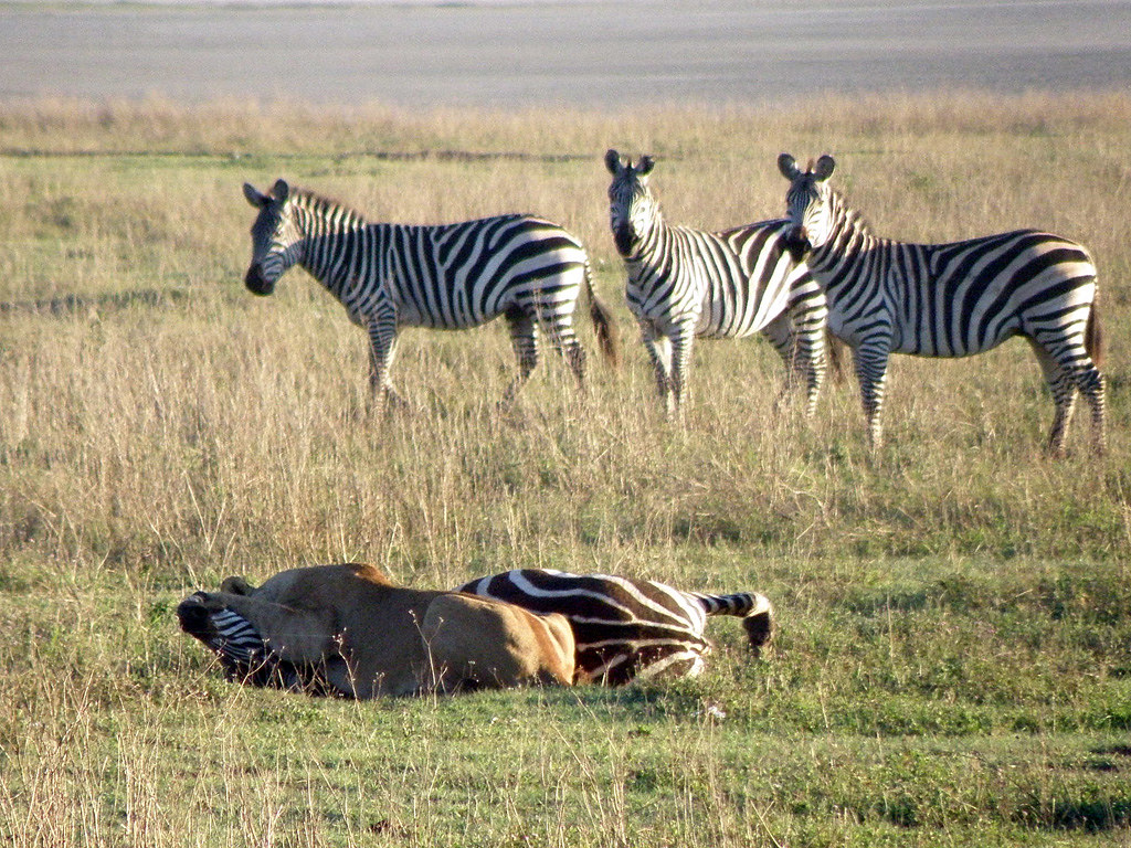 Lion kills zebra. lion zebra kill
