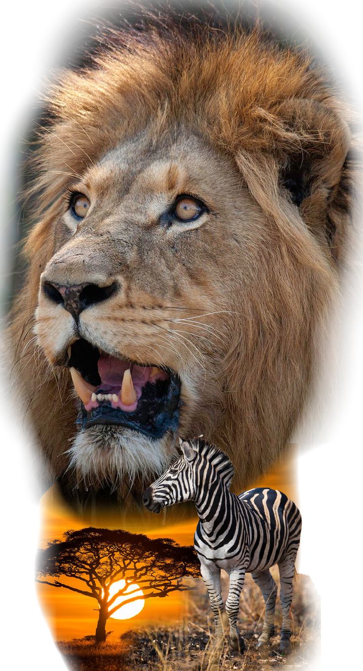 Lion and Zebra: Majestic Wildlife Encounter