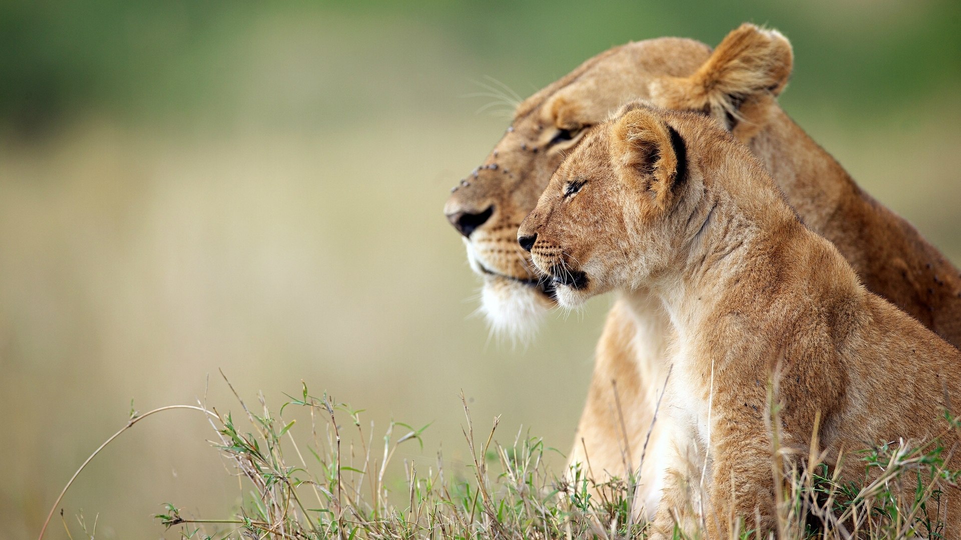 zebra Desktop wallpaper 1152x864