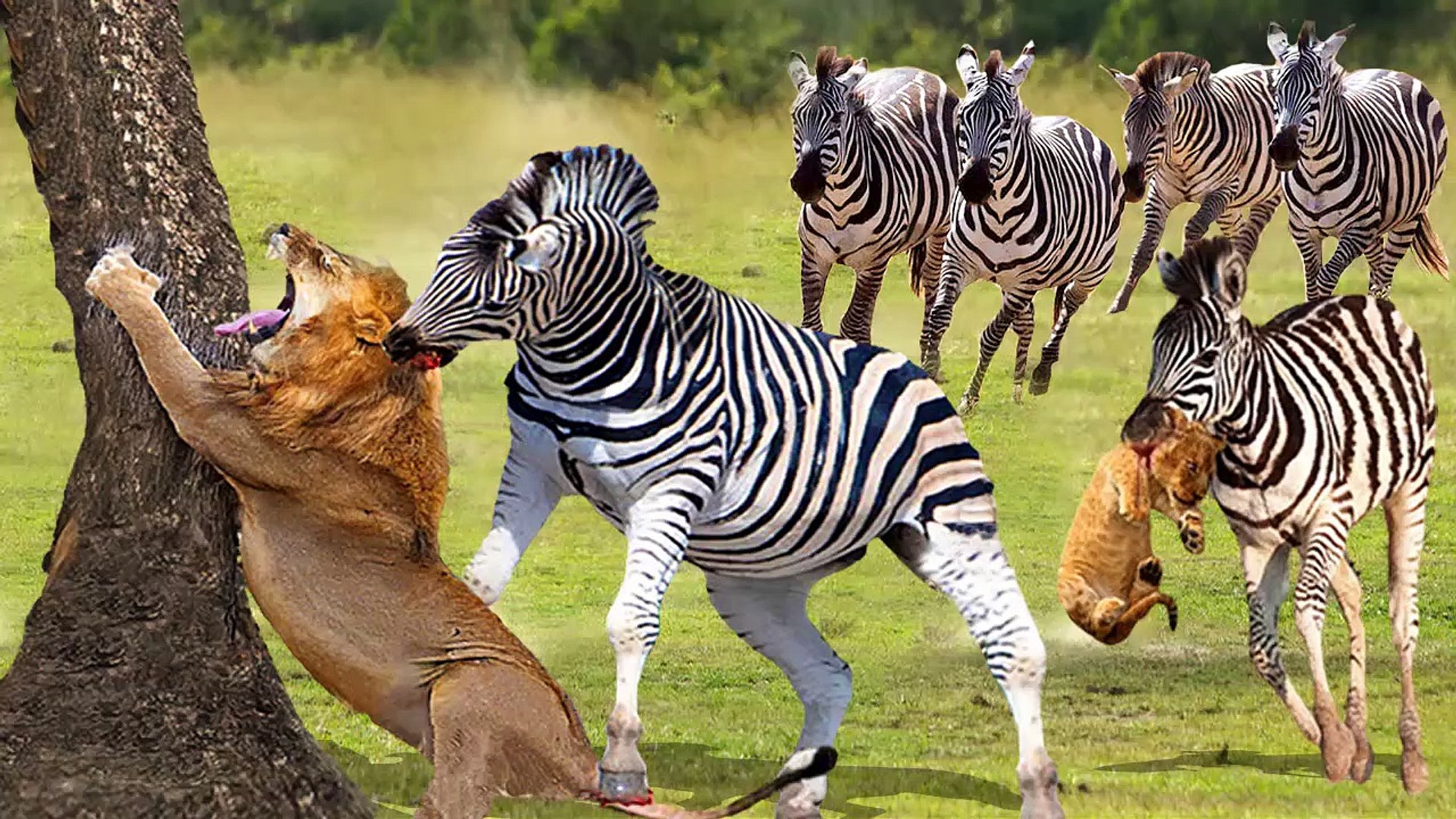 Herd Of Zebras, Lion