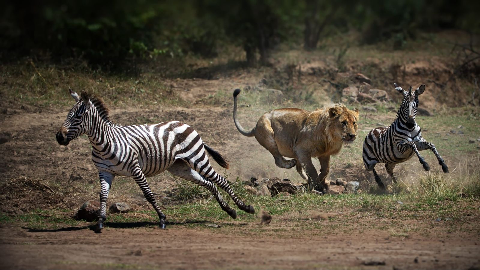 protecting Zebras from Lions in East Africa