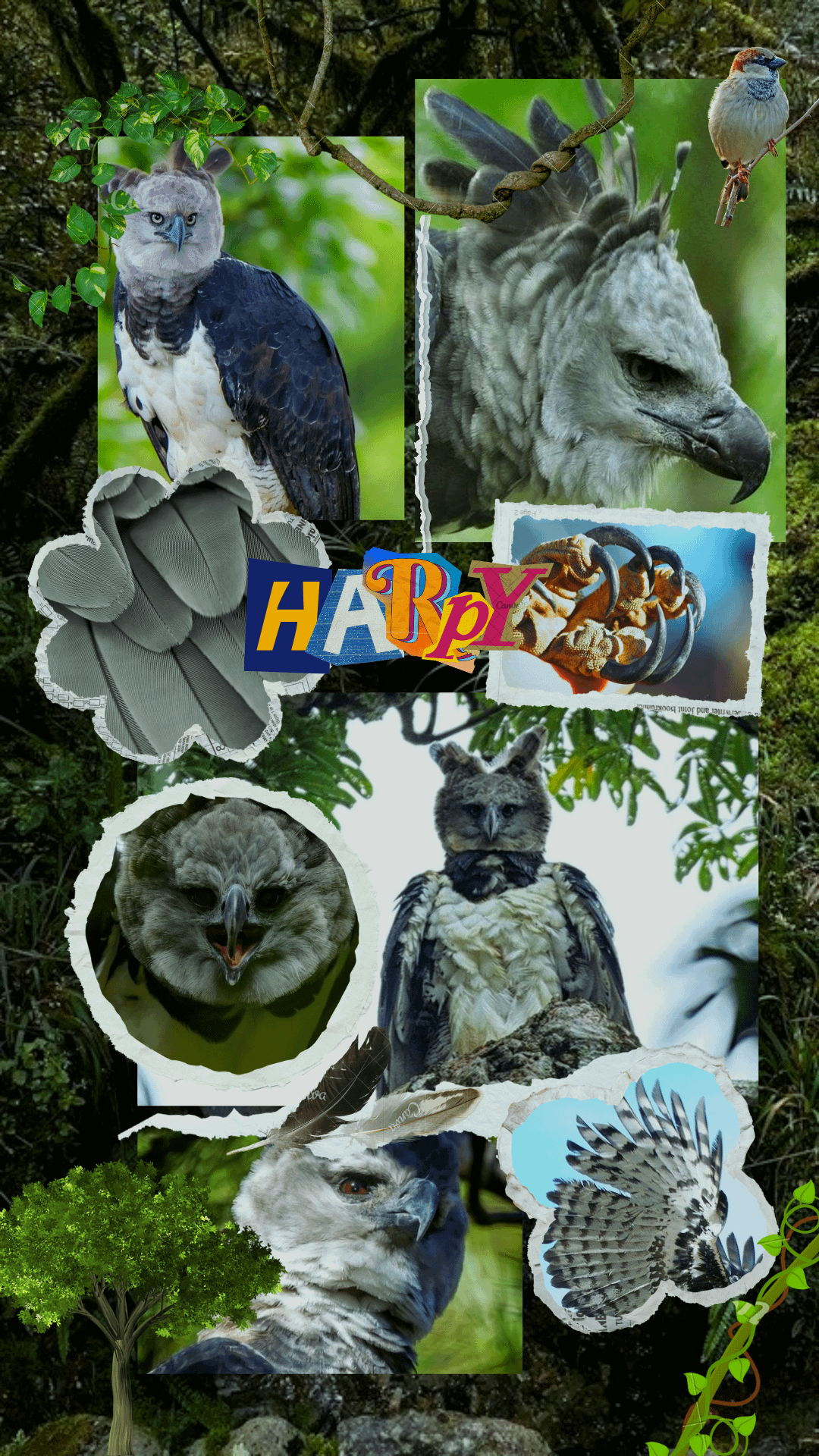 Free Wallpaper Request