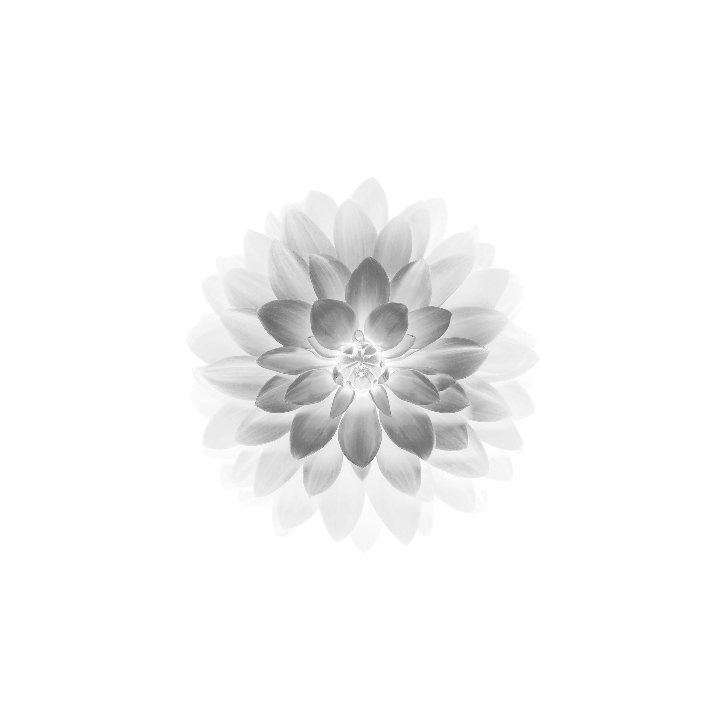 Apple White Lotus Iphone6 Plus