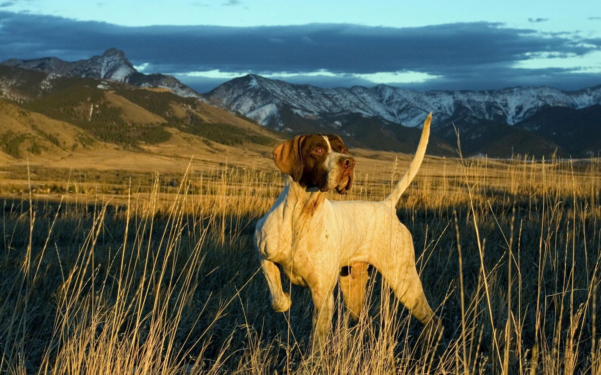 Mountain Dog Animal Pointer HD Wallpaper