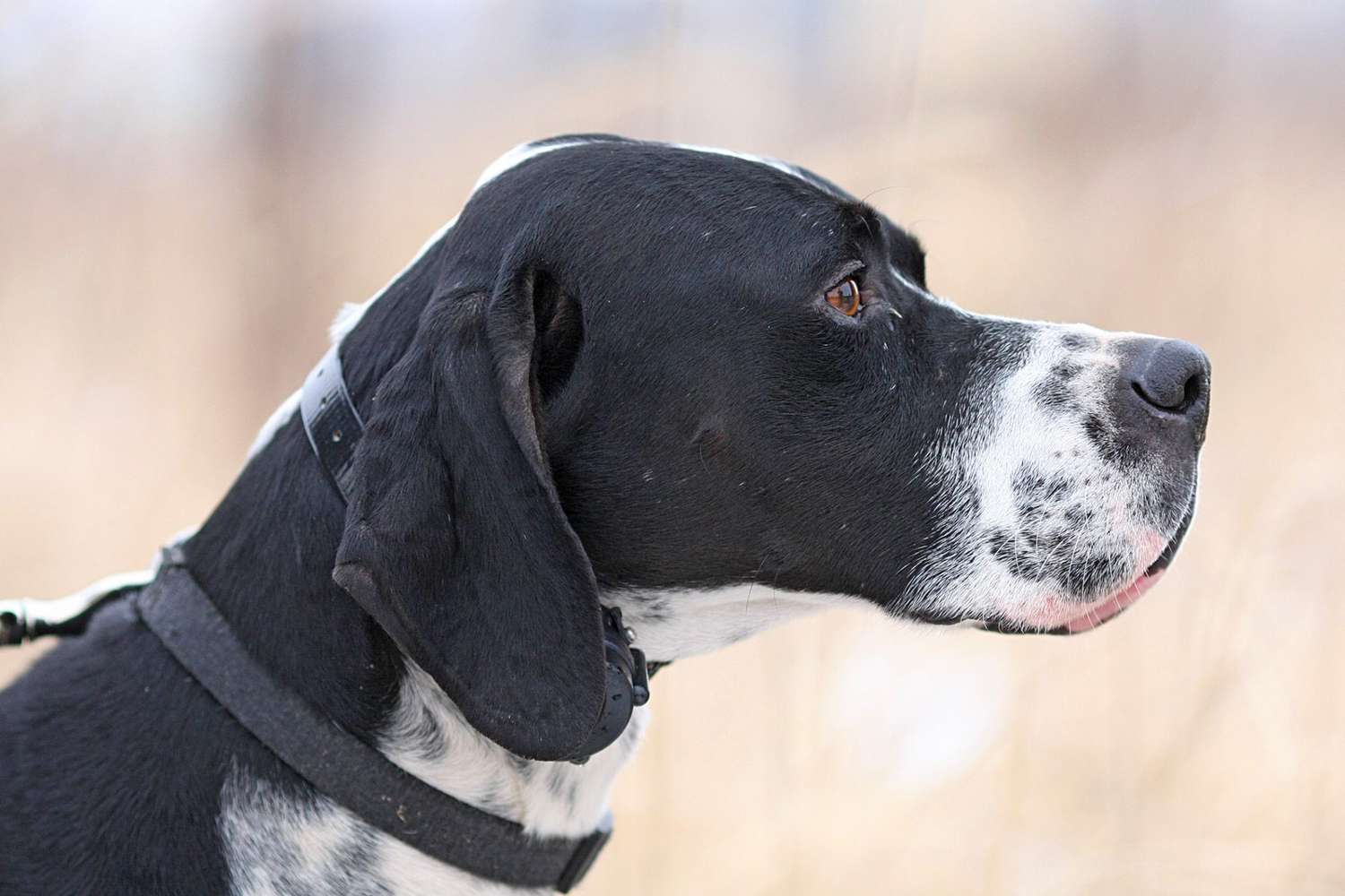 English pointer image clearance