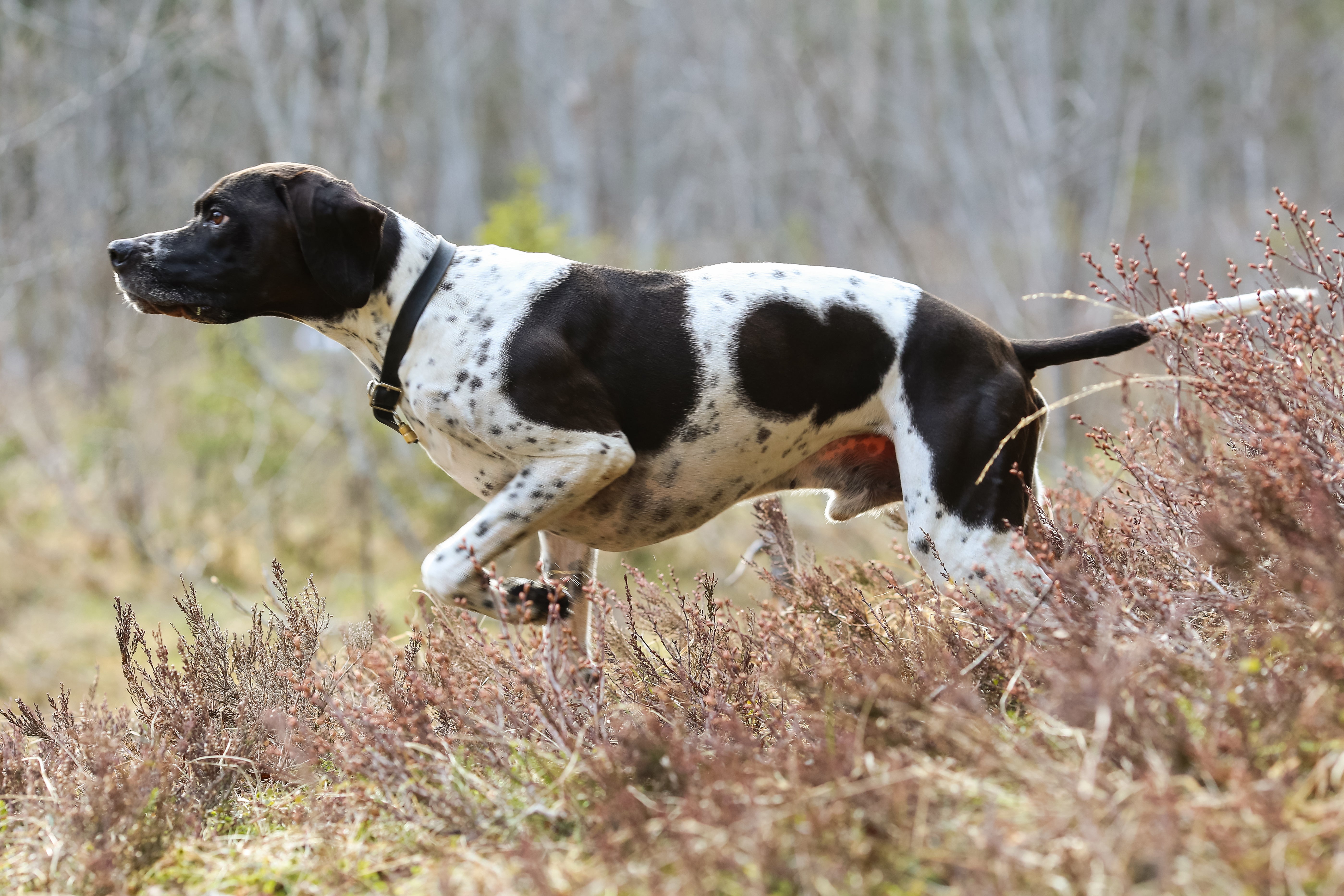 English Pointer Dog Breed & Adoption
