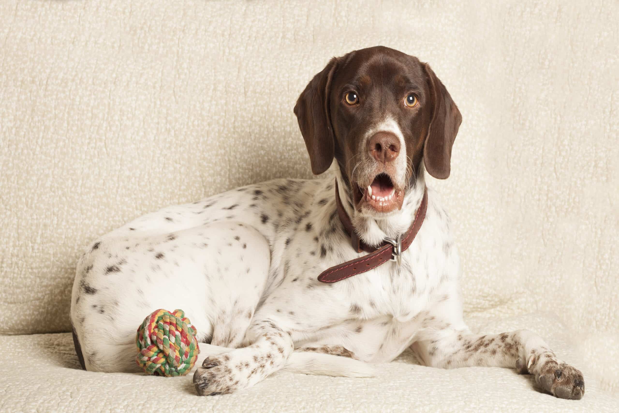 English pointer image 2025