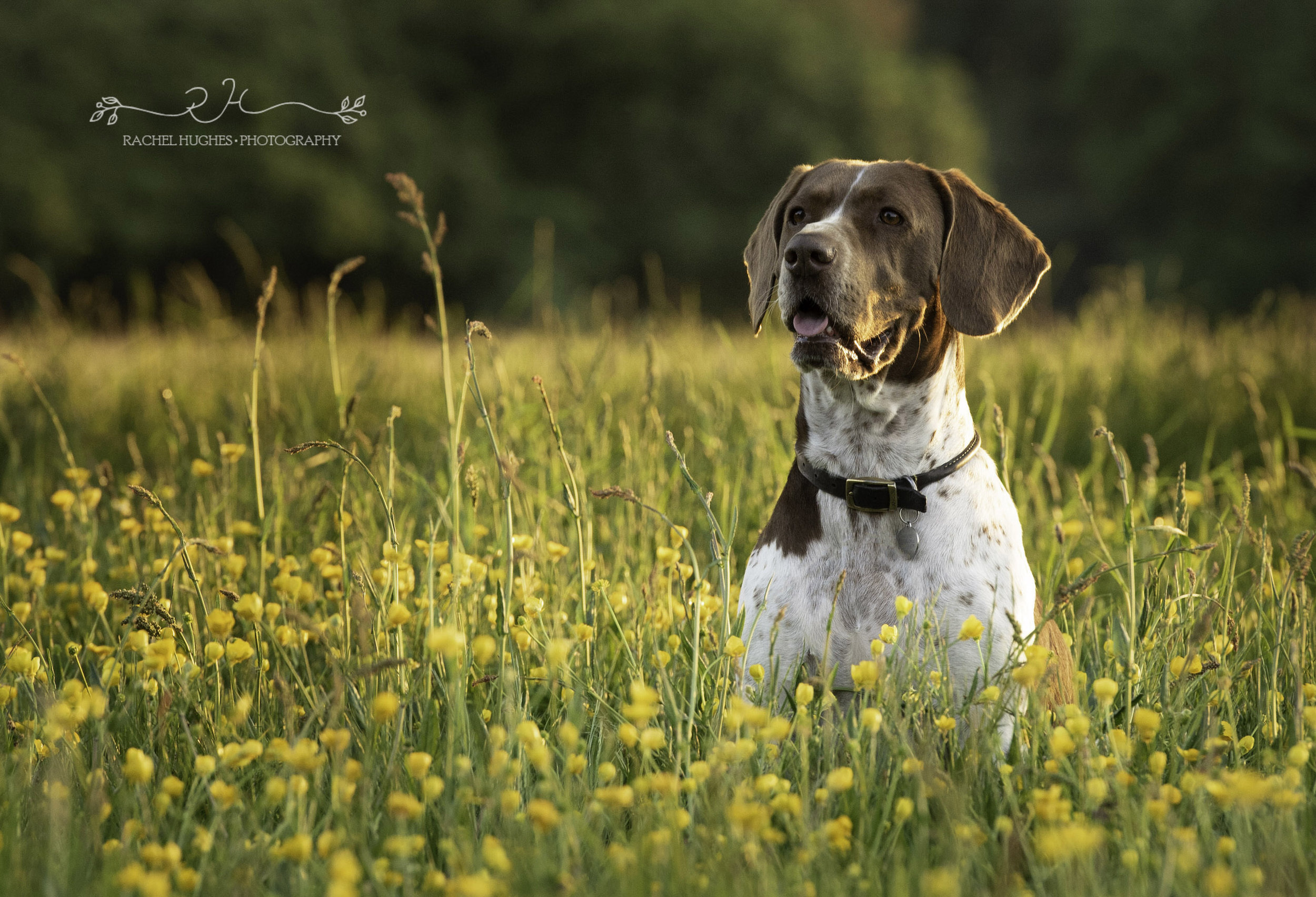 Jersey photographer: sunset dog