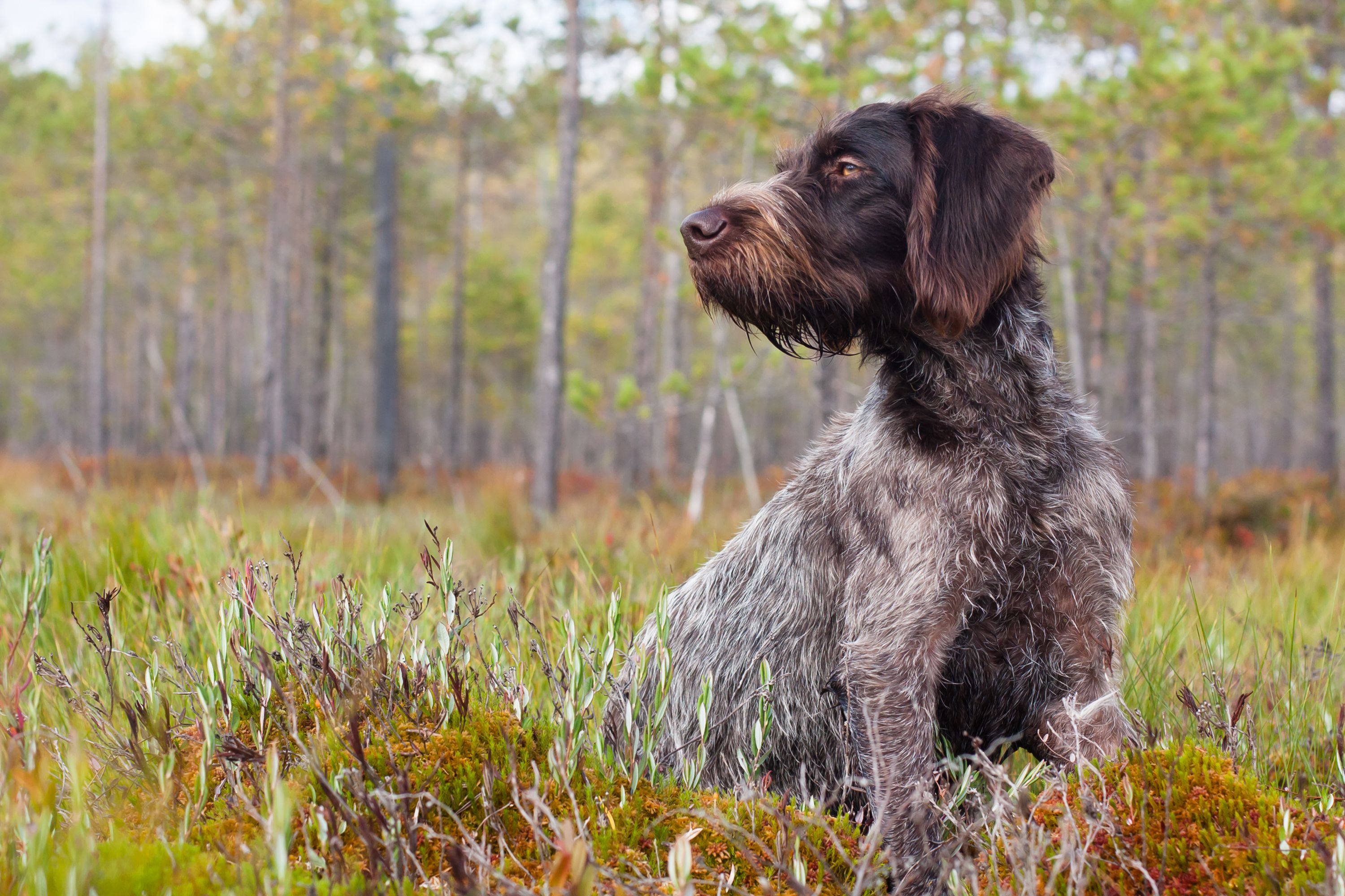 Pointer Dog Breeds