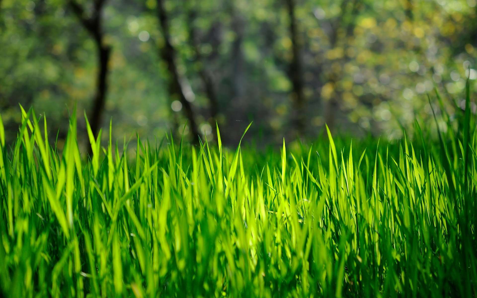 Download Nature Grass HD Wallpaper
