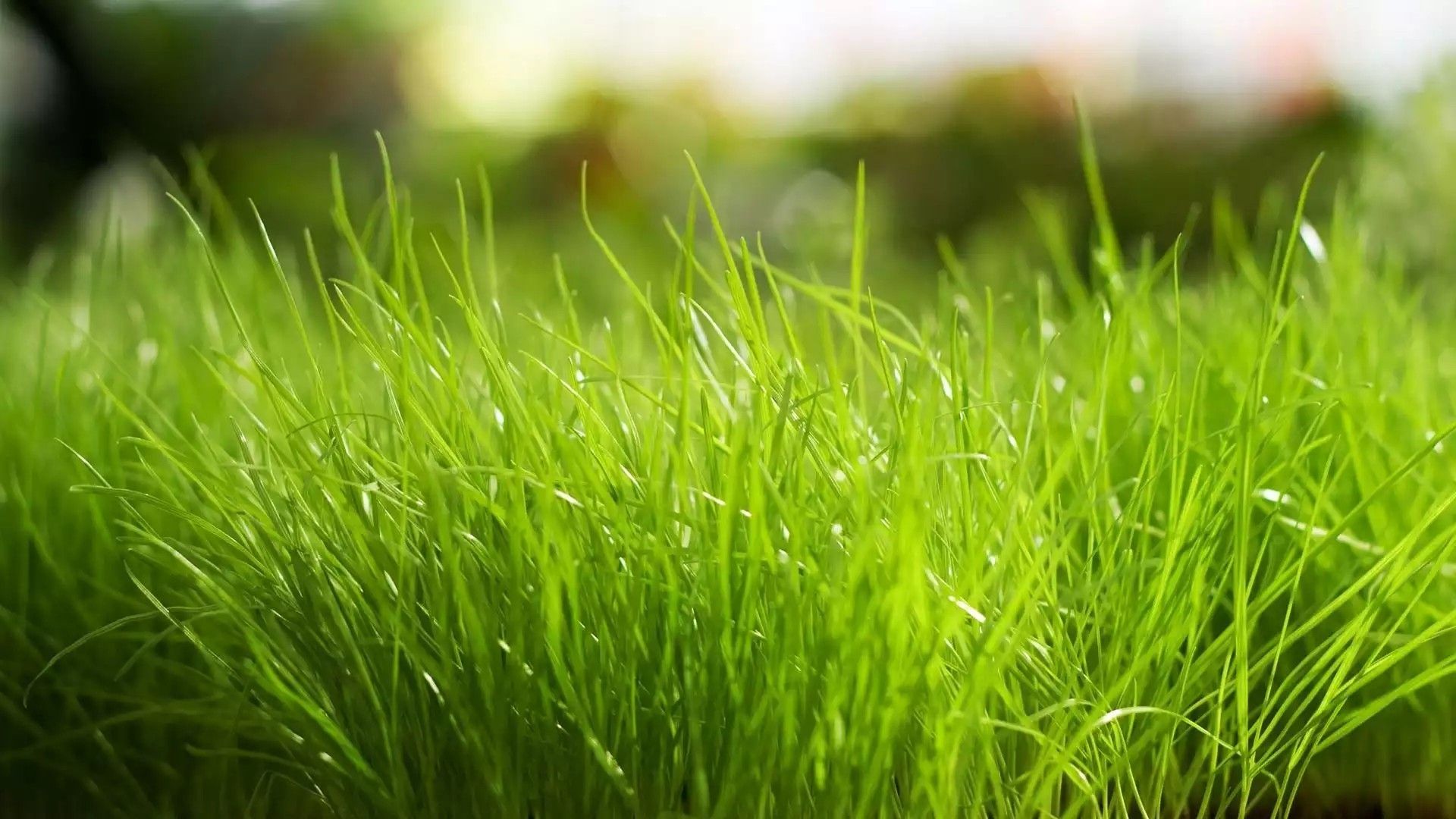 Grass ideas. grass, grass wallpaper