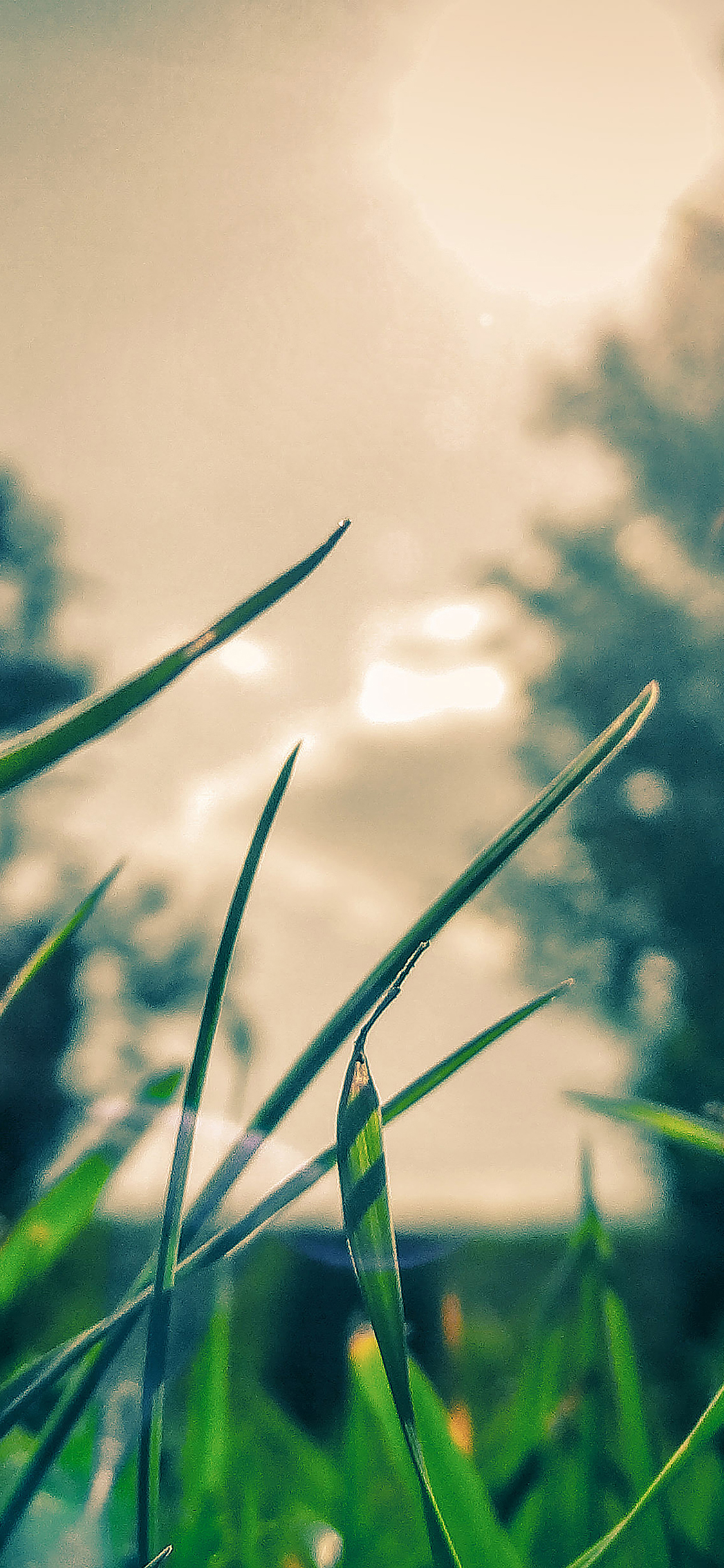 Wallpaper Grass Sunshine Leaf
