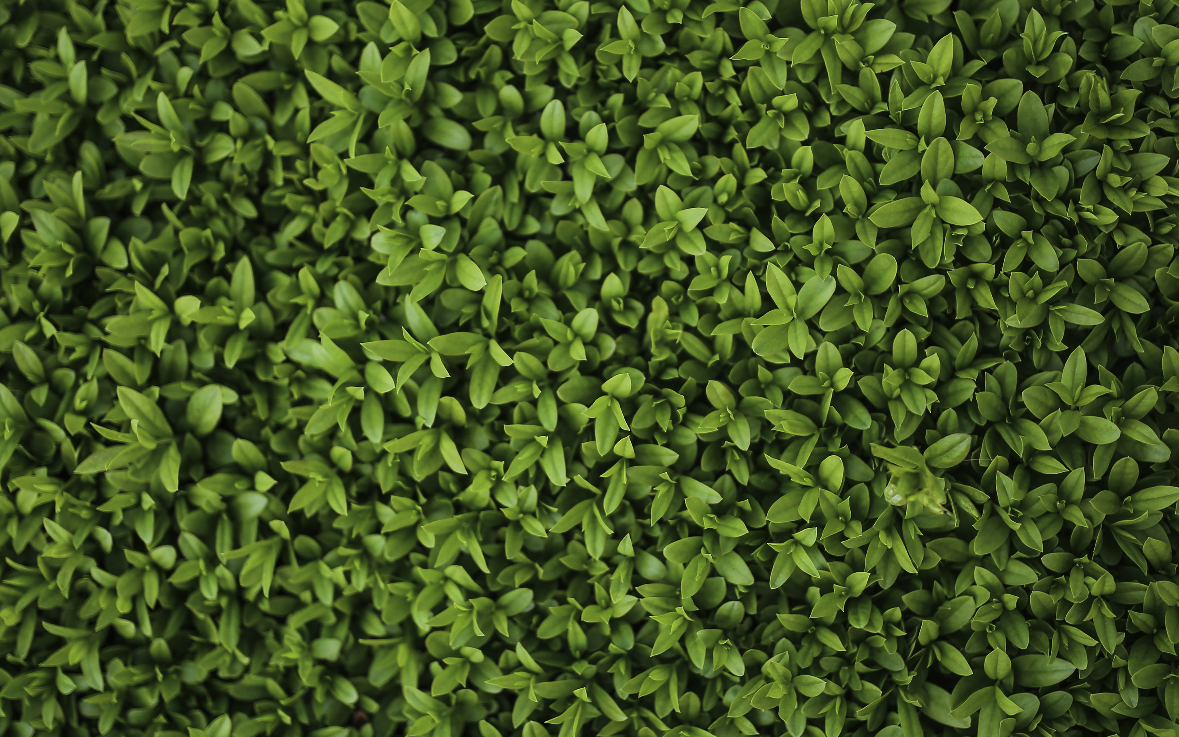 Nature Green Leaf Grass Garden