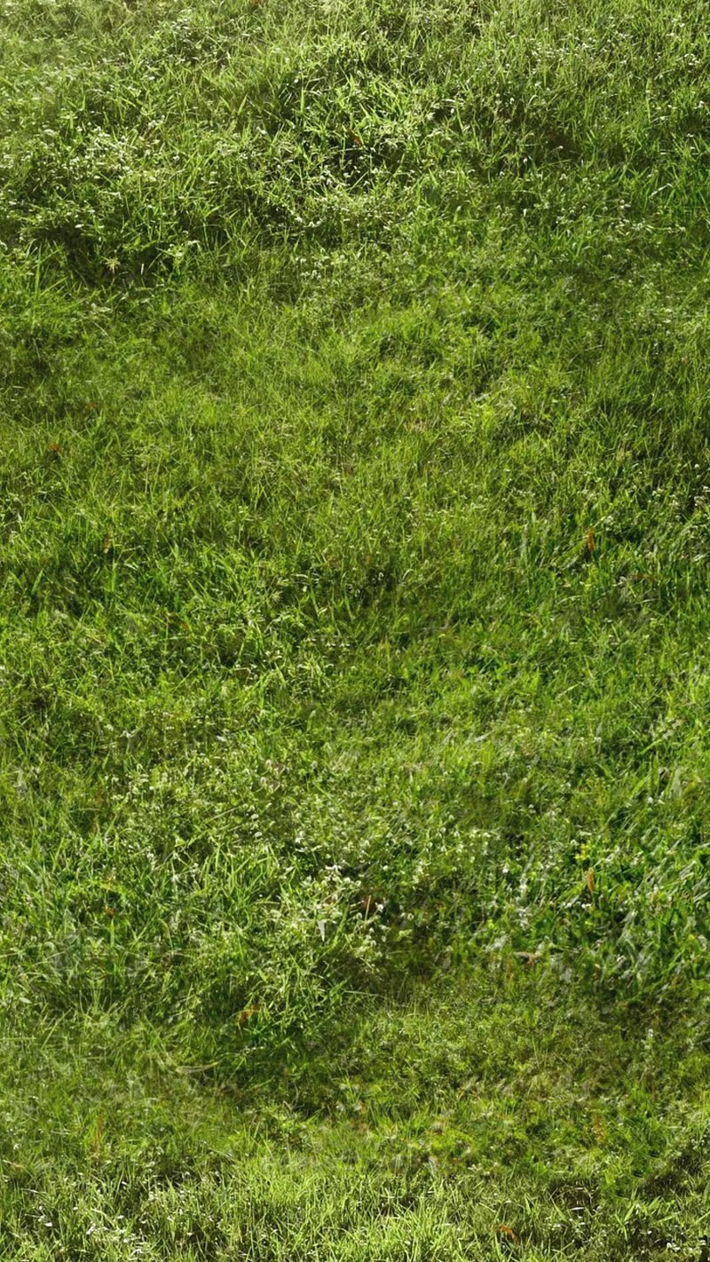 Grass Background Image. Free Photo
