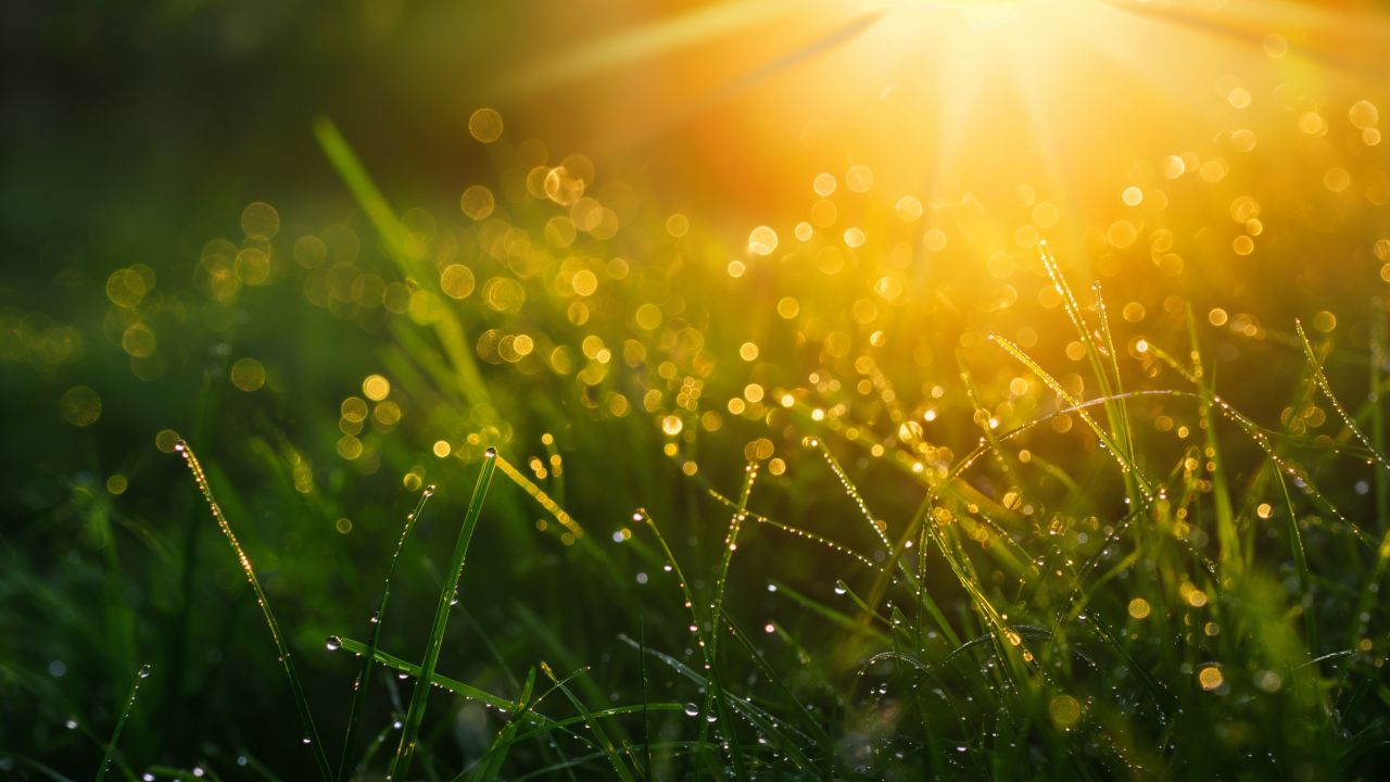 Grass Wallpaper (Dew drops, HD)