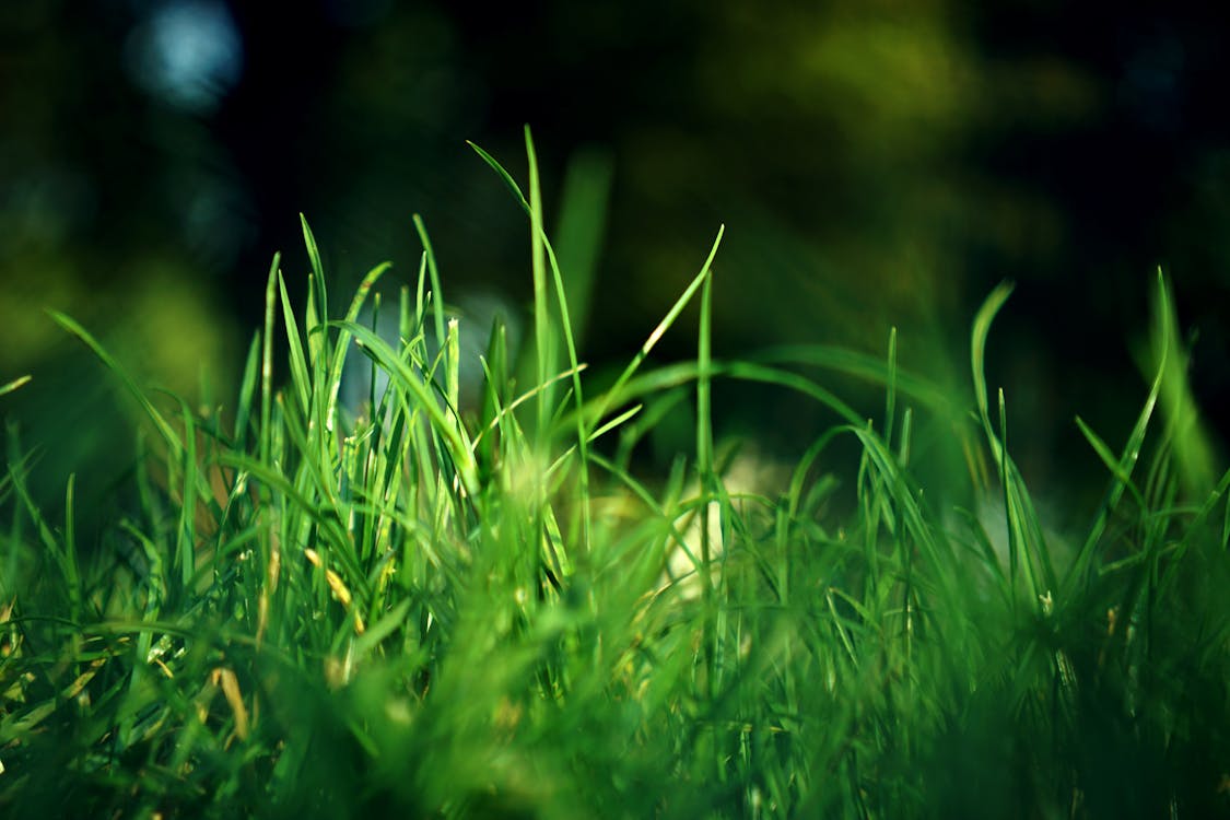 Green Grass · Free