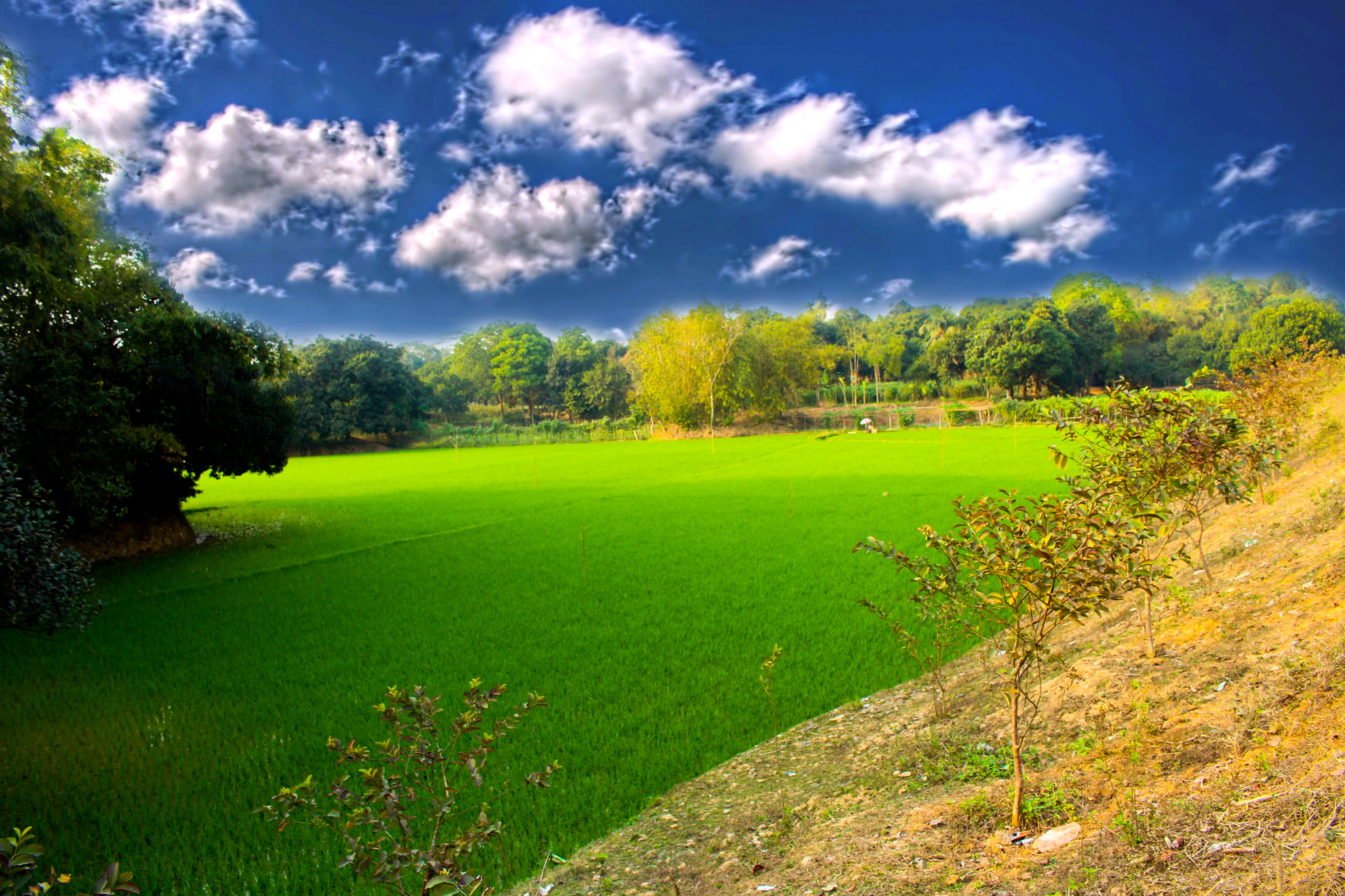 landscape, tree, nature, cloud, plant