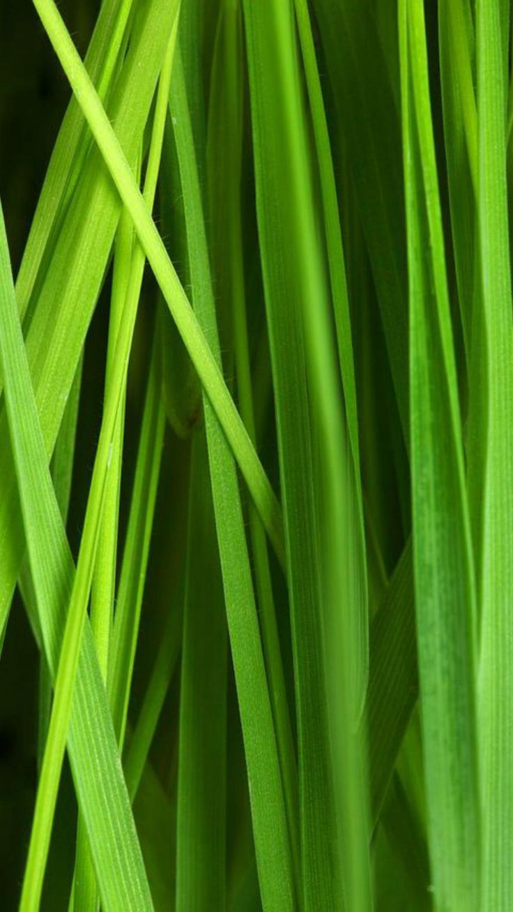 Wallpaper grass, greenery, nature