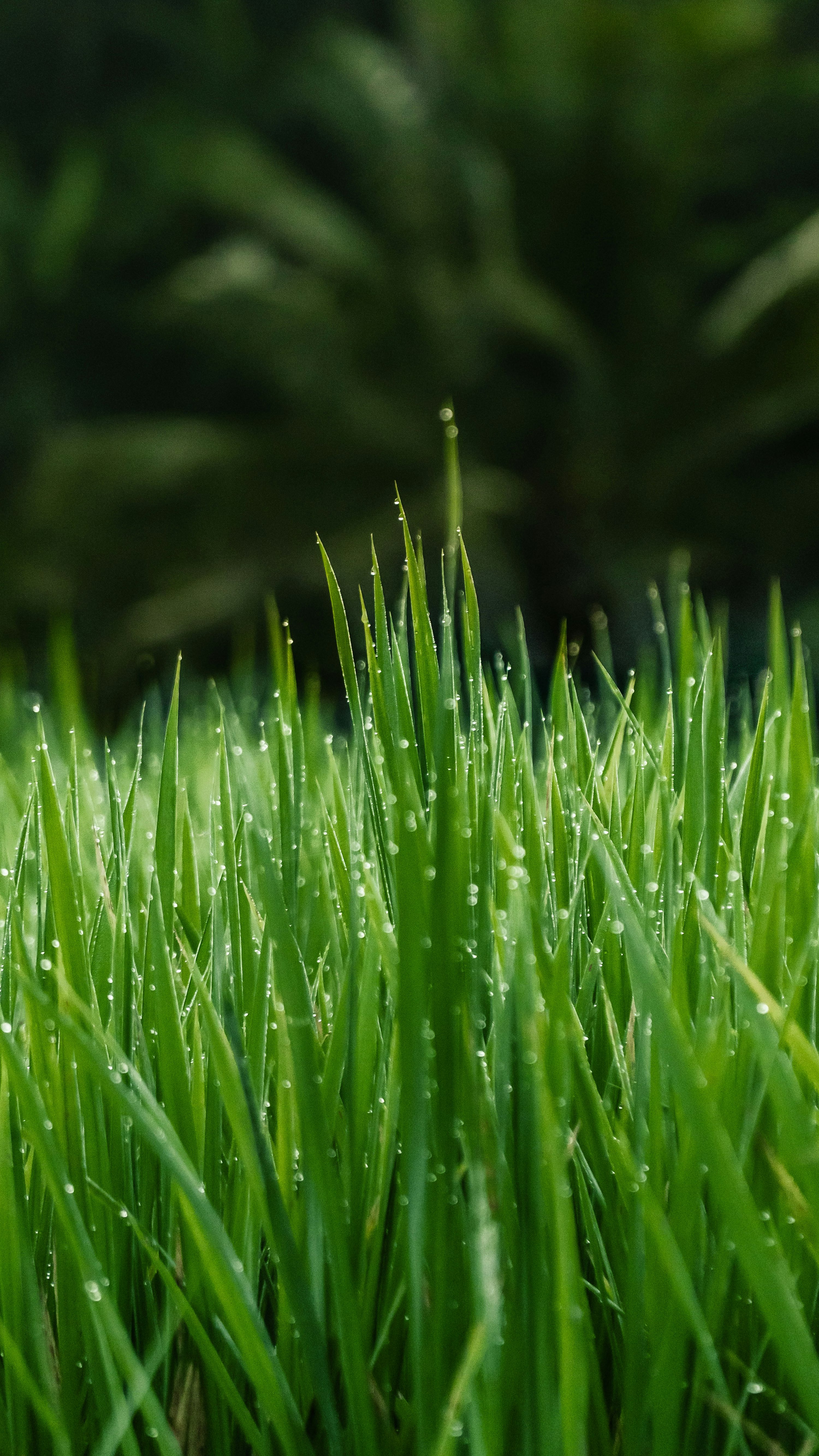 Green Grass Field In Close Up Photo