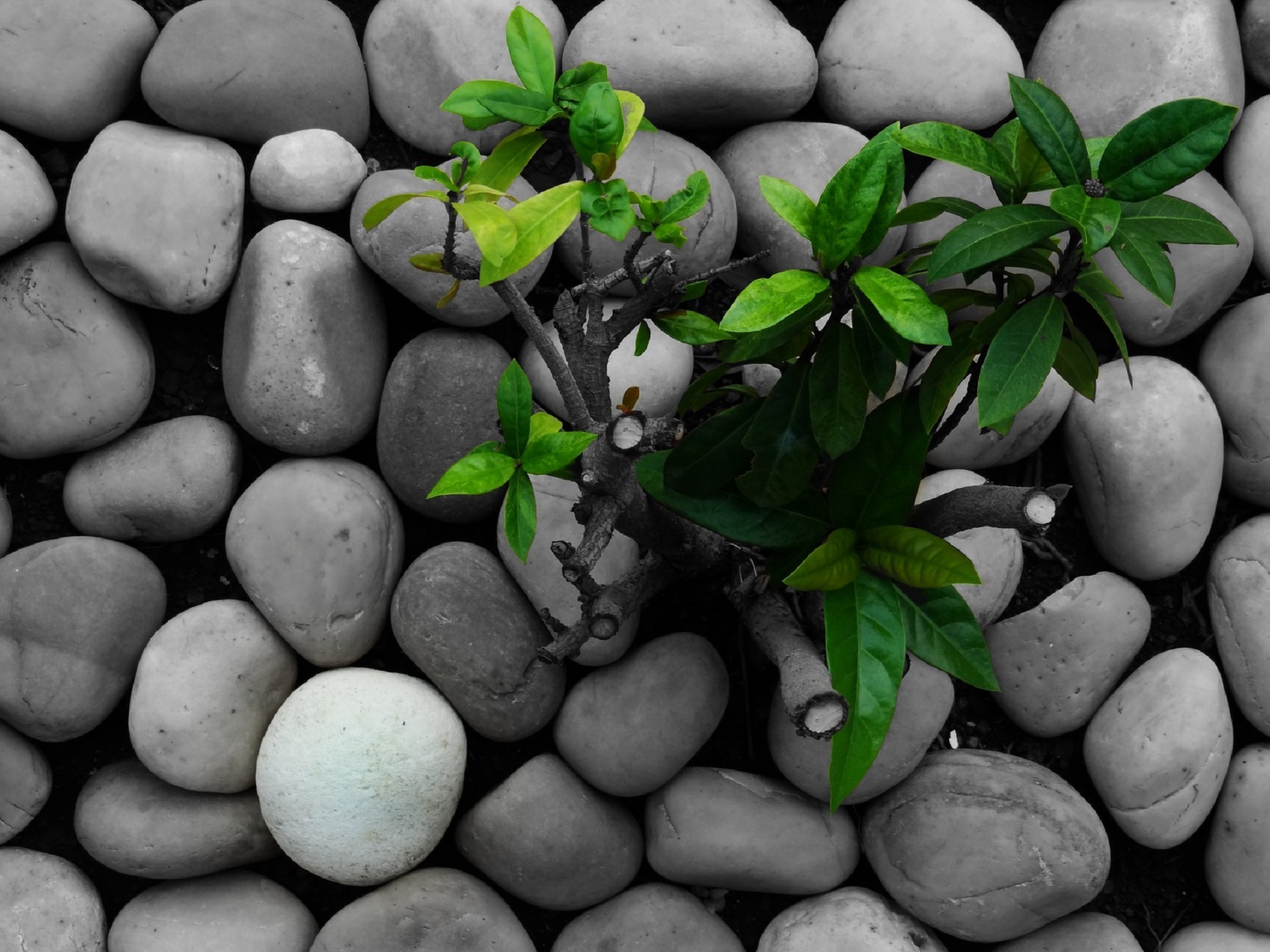 Wallpaper grass, nature, green, stones