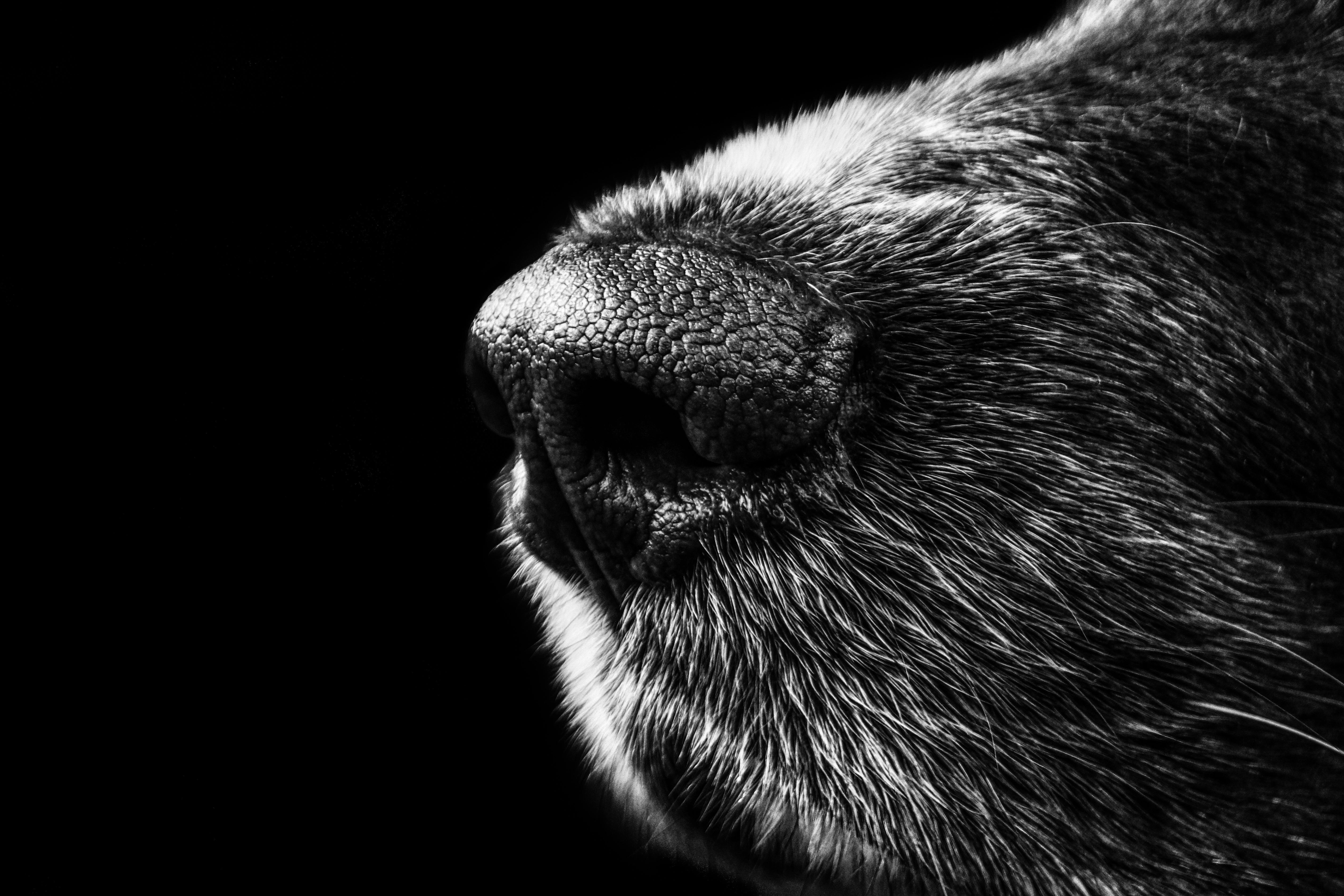 Dog Nose Photo, Download The BEST Free