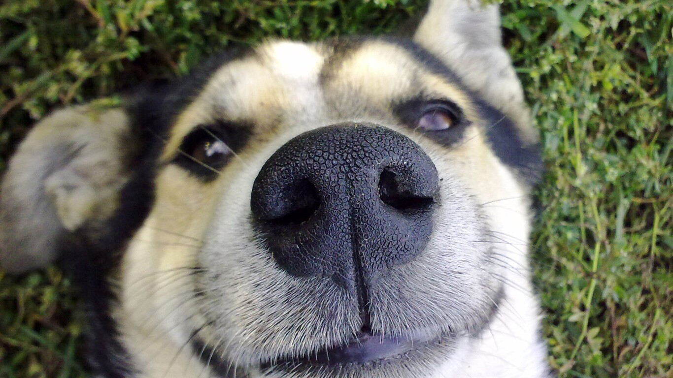 Dog Nose 1366×768 Important Pets