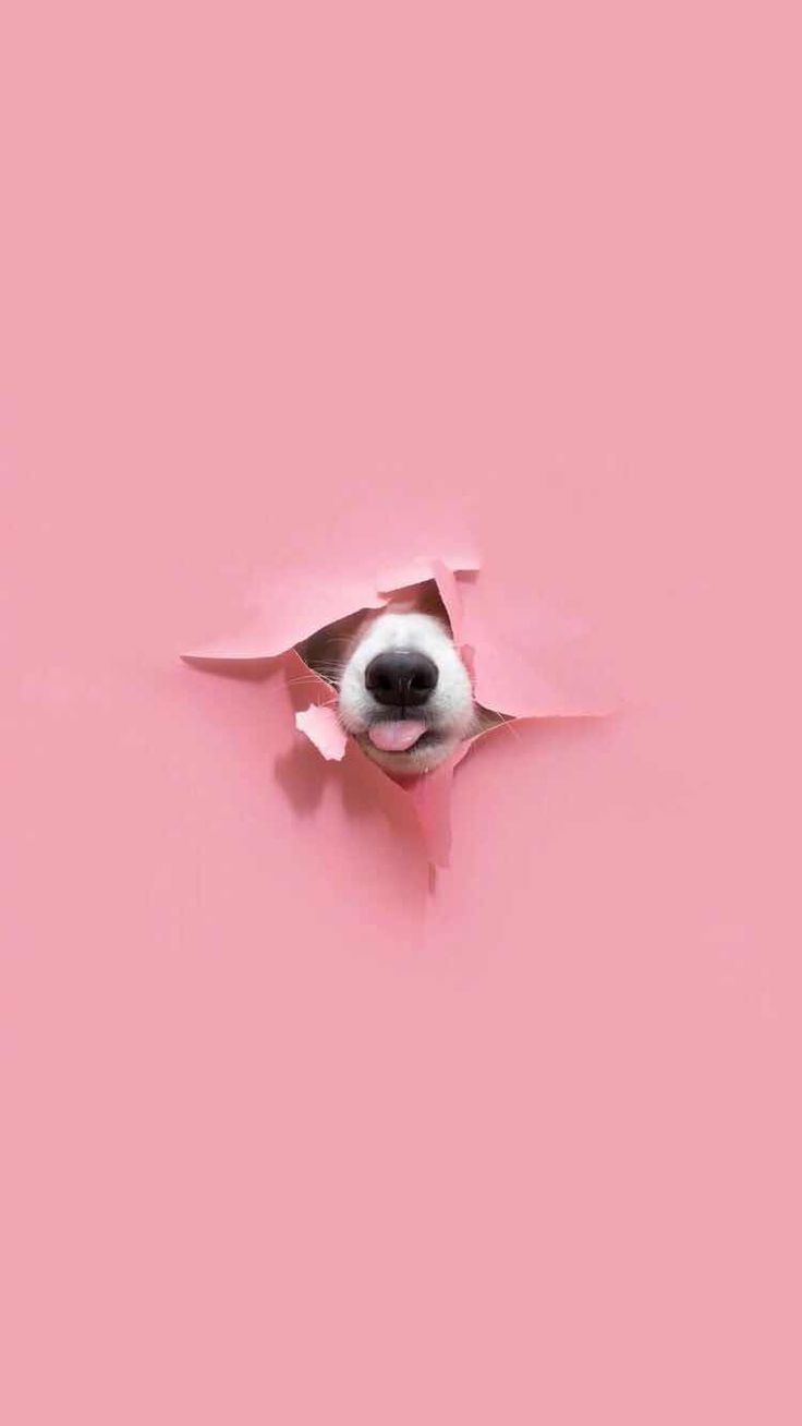 Dog Nose Wallpaper for iPhone and Android