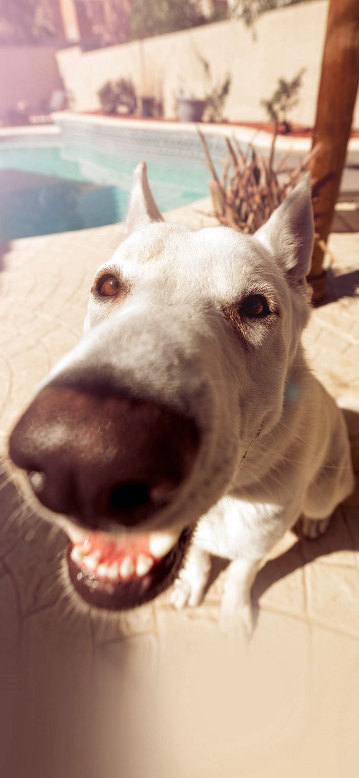 Dog Cute Face Animal Nature Nose iPhone