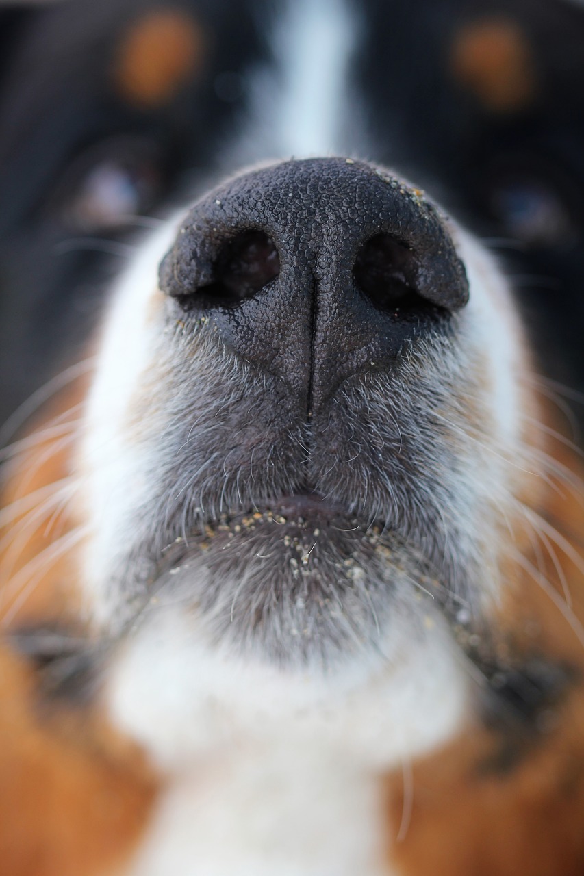 Dog, nose, dog nose, animal, pet